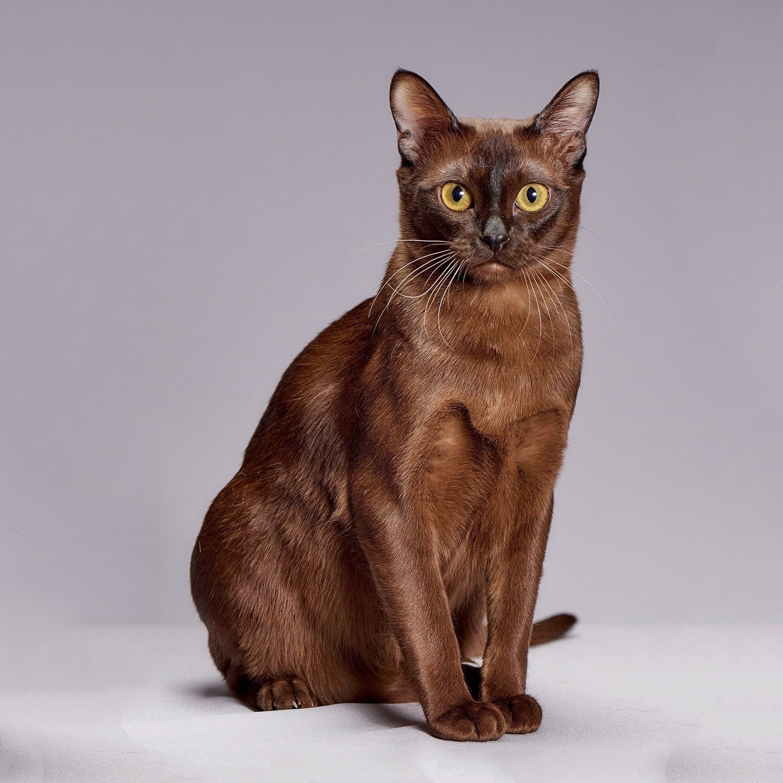 Burmese