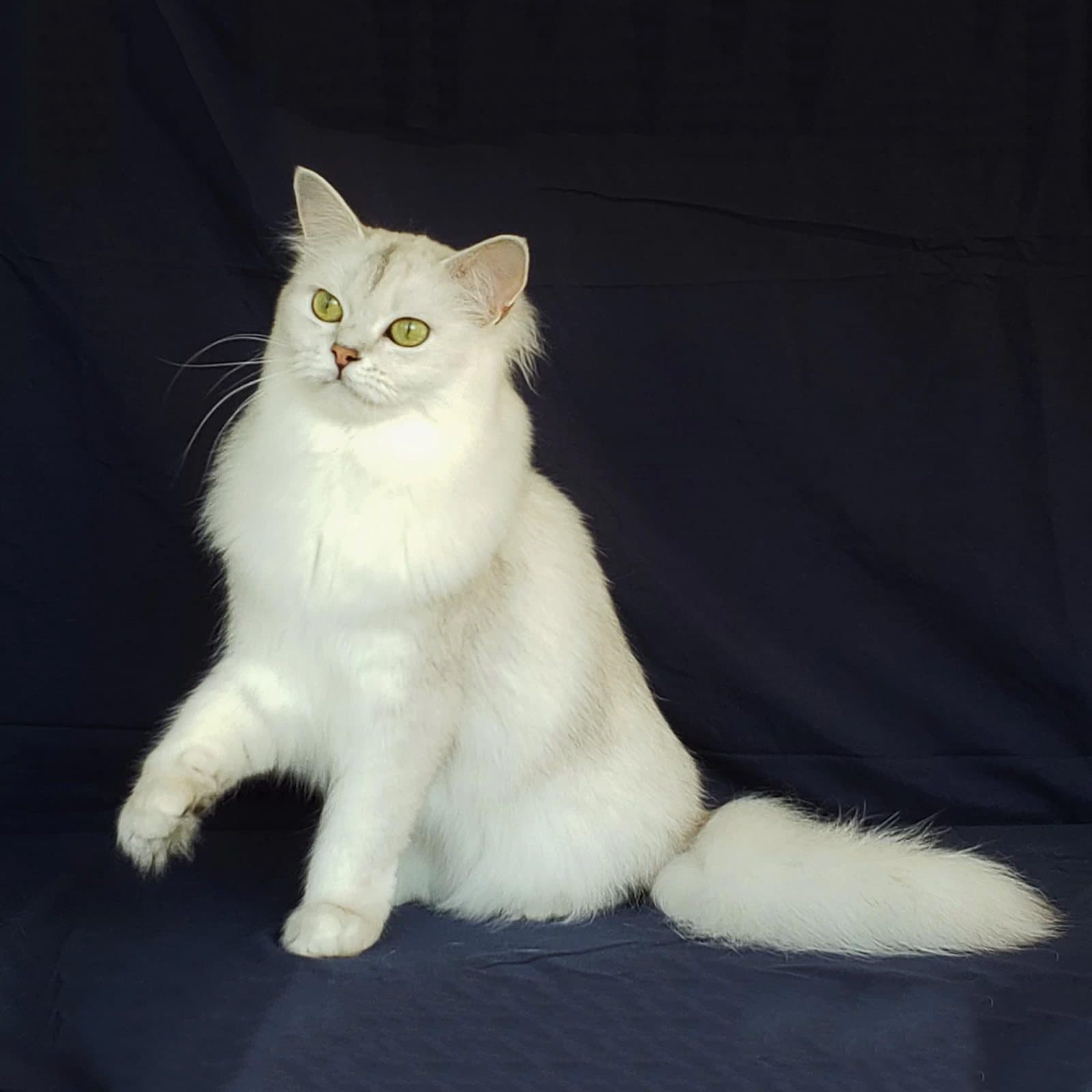 Burmilla Longhair