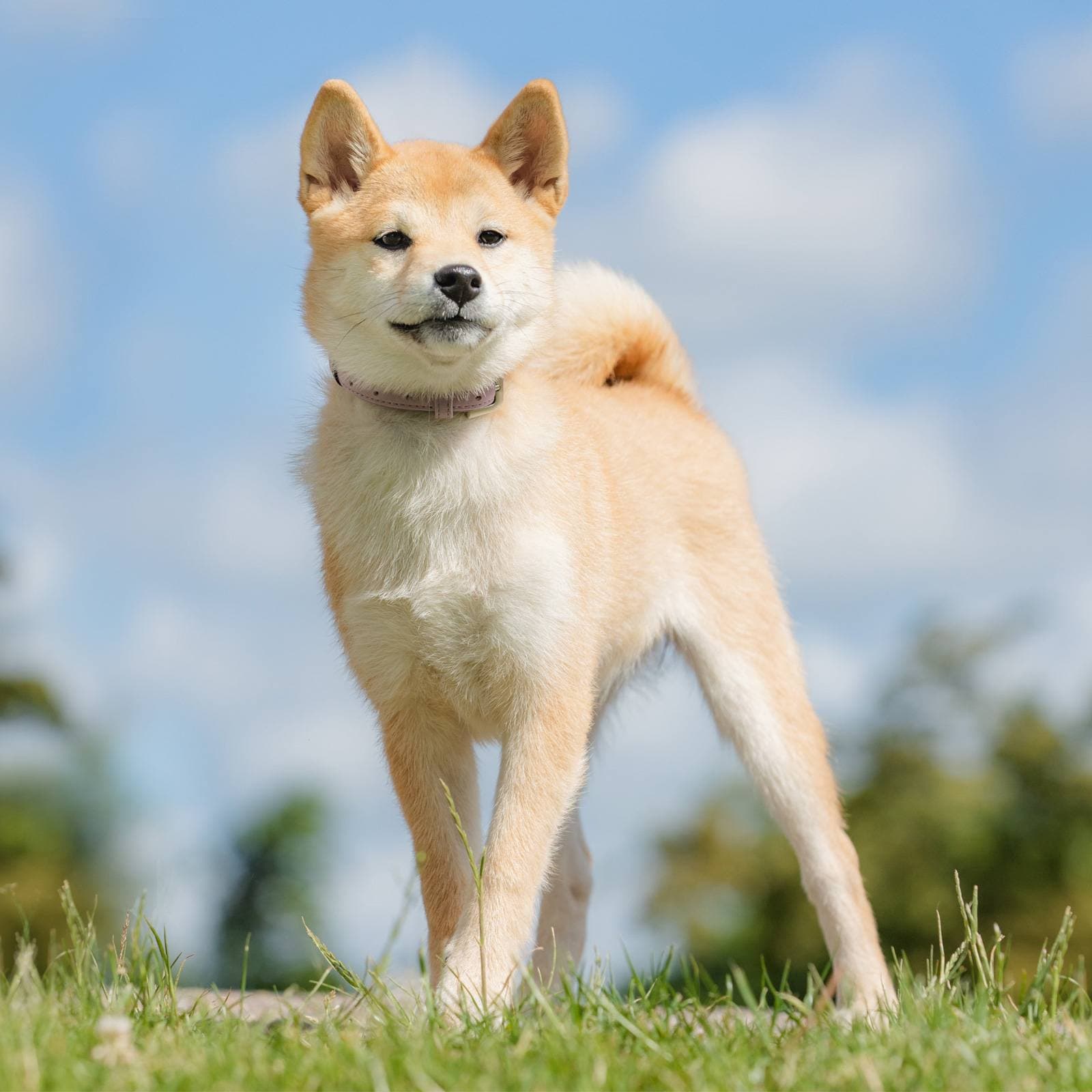 Canaan Dog