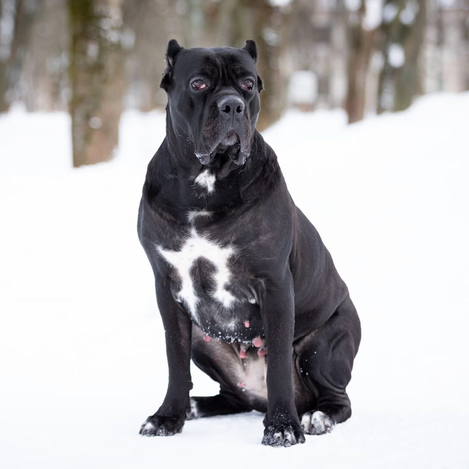 Cane Corso
