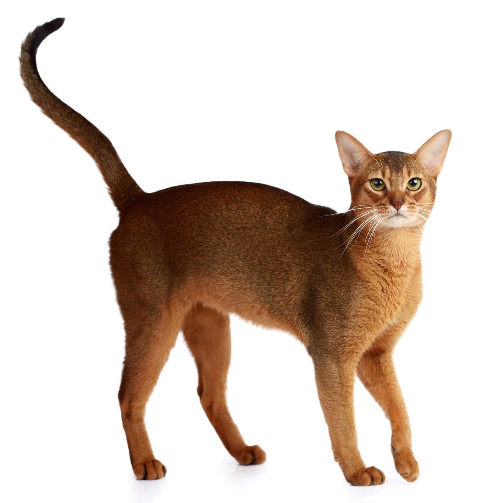 Chausie