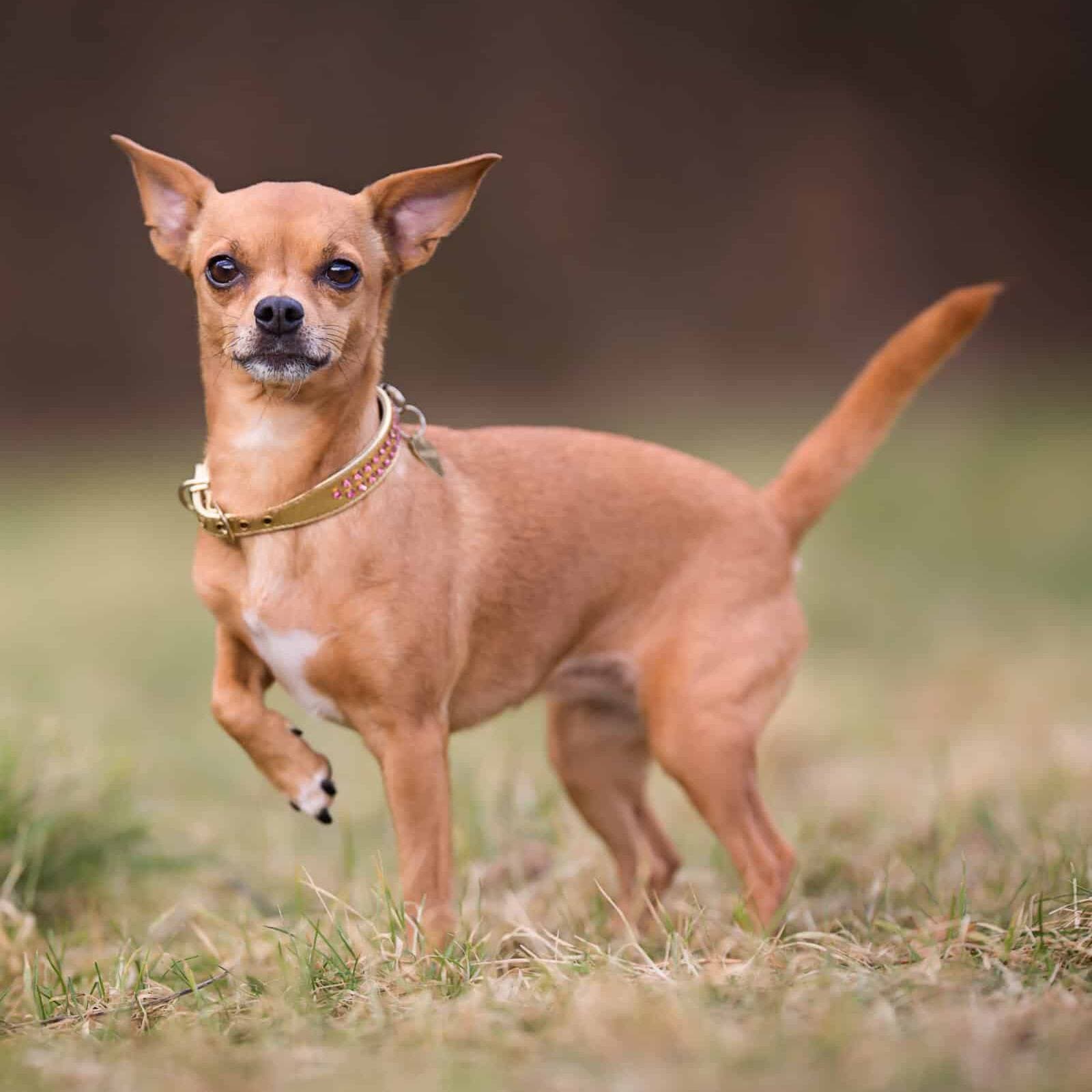 Chihuahua