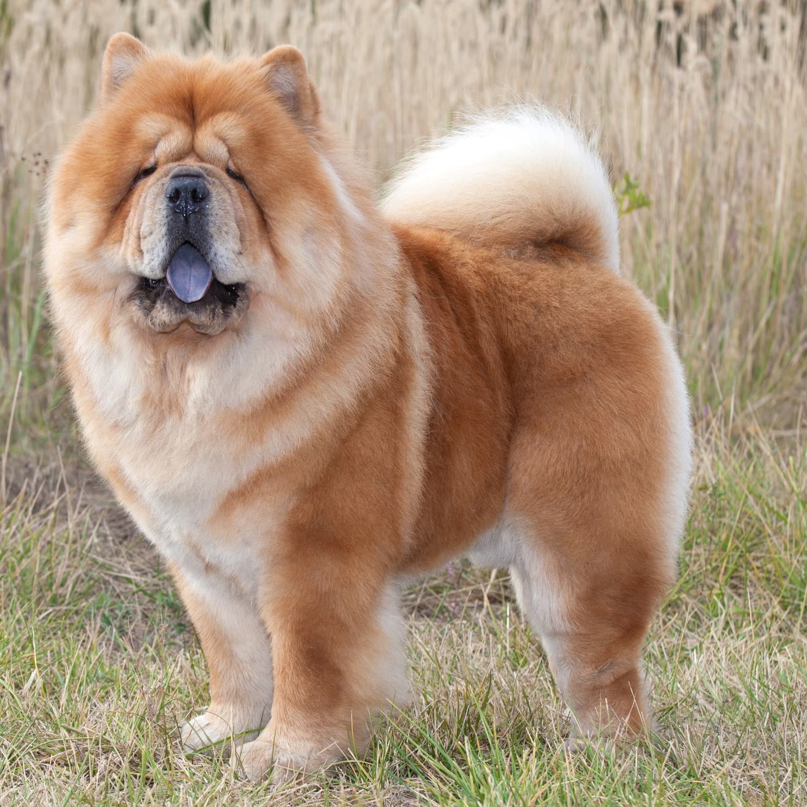Chow Chow