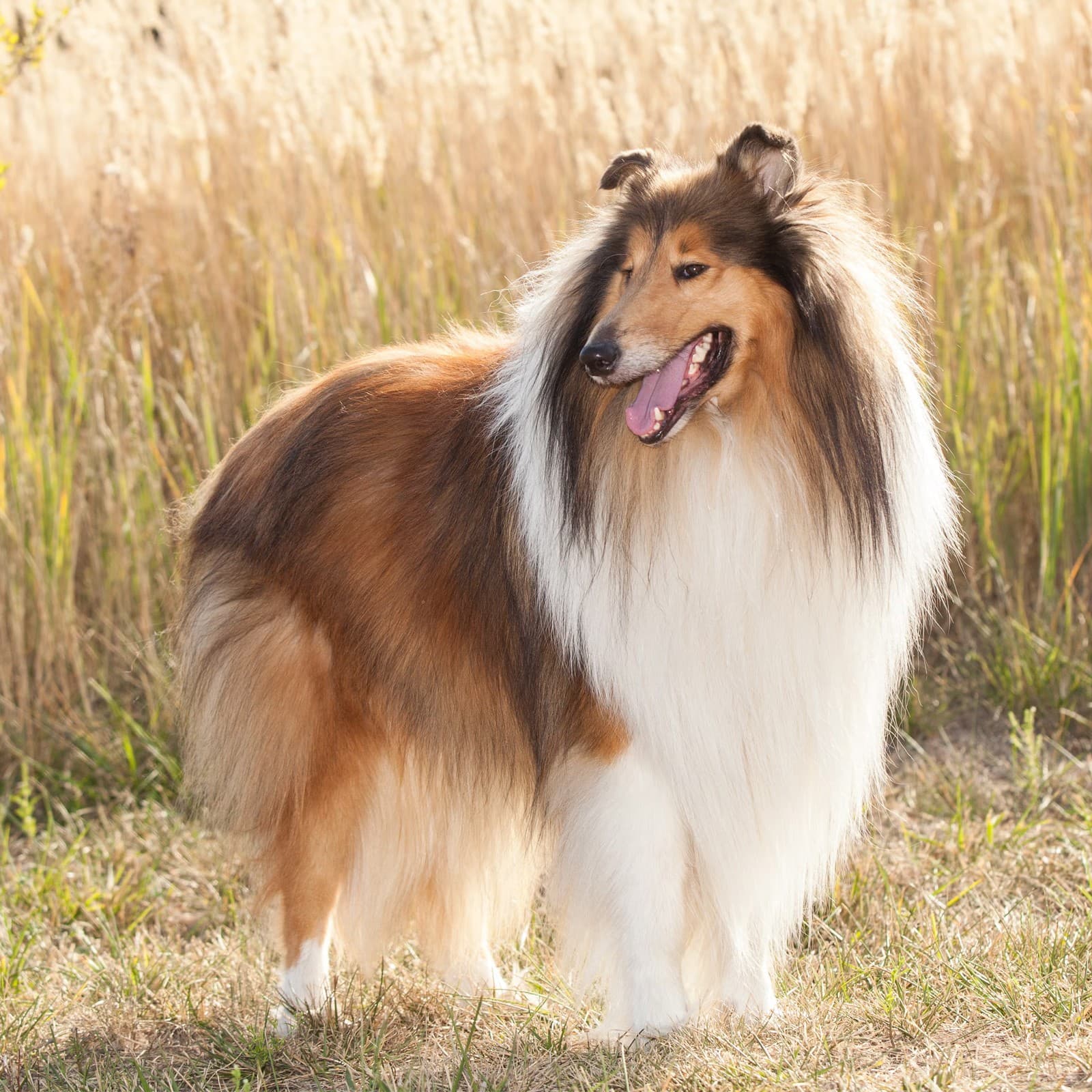 Collie