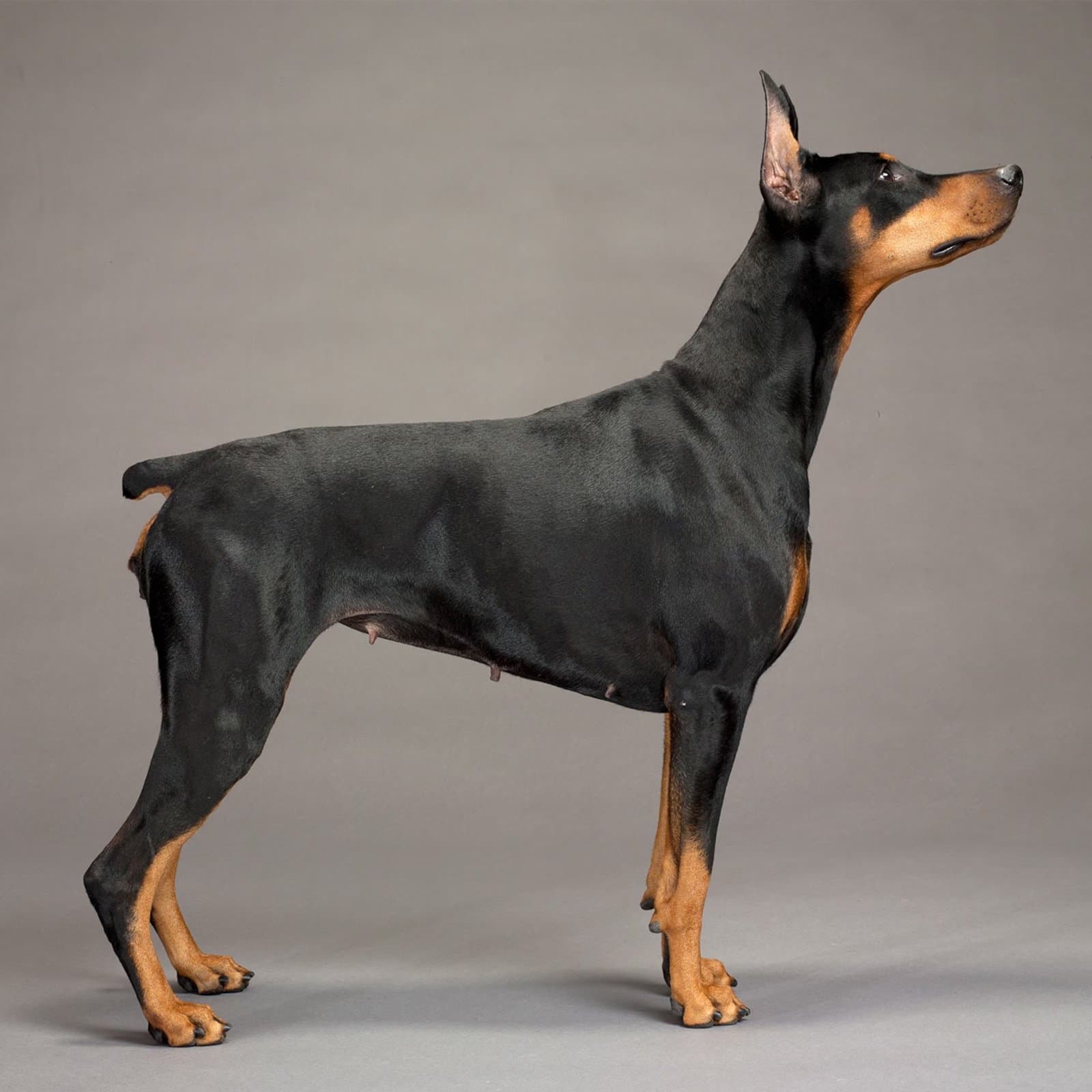Doberman Pinscher