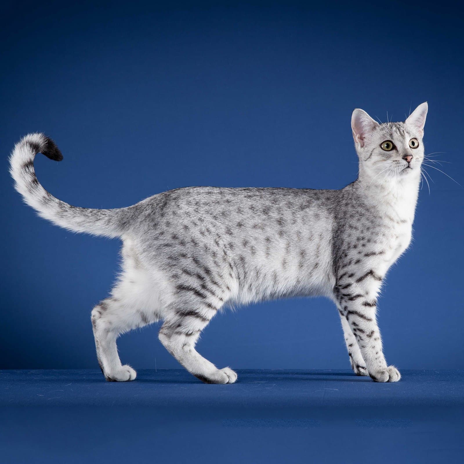 Egyptian Mau