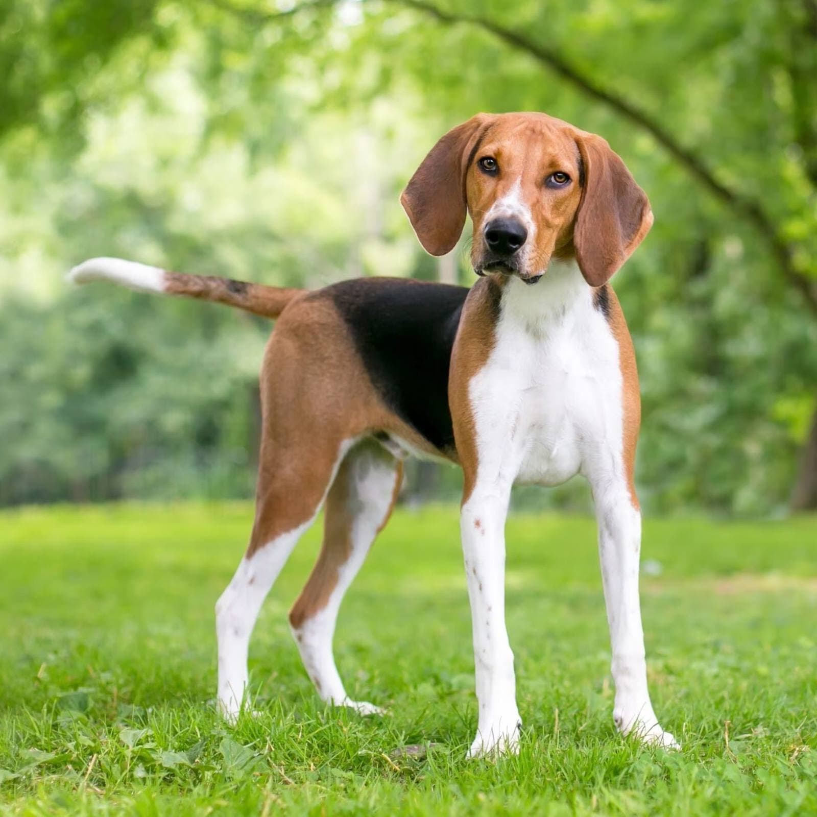 English Foxhound
