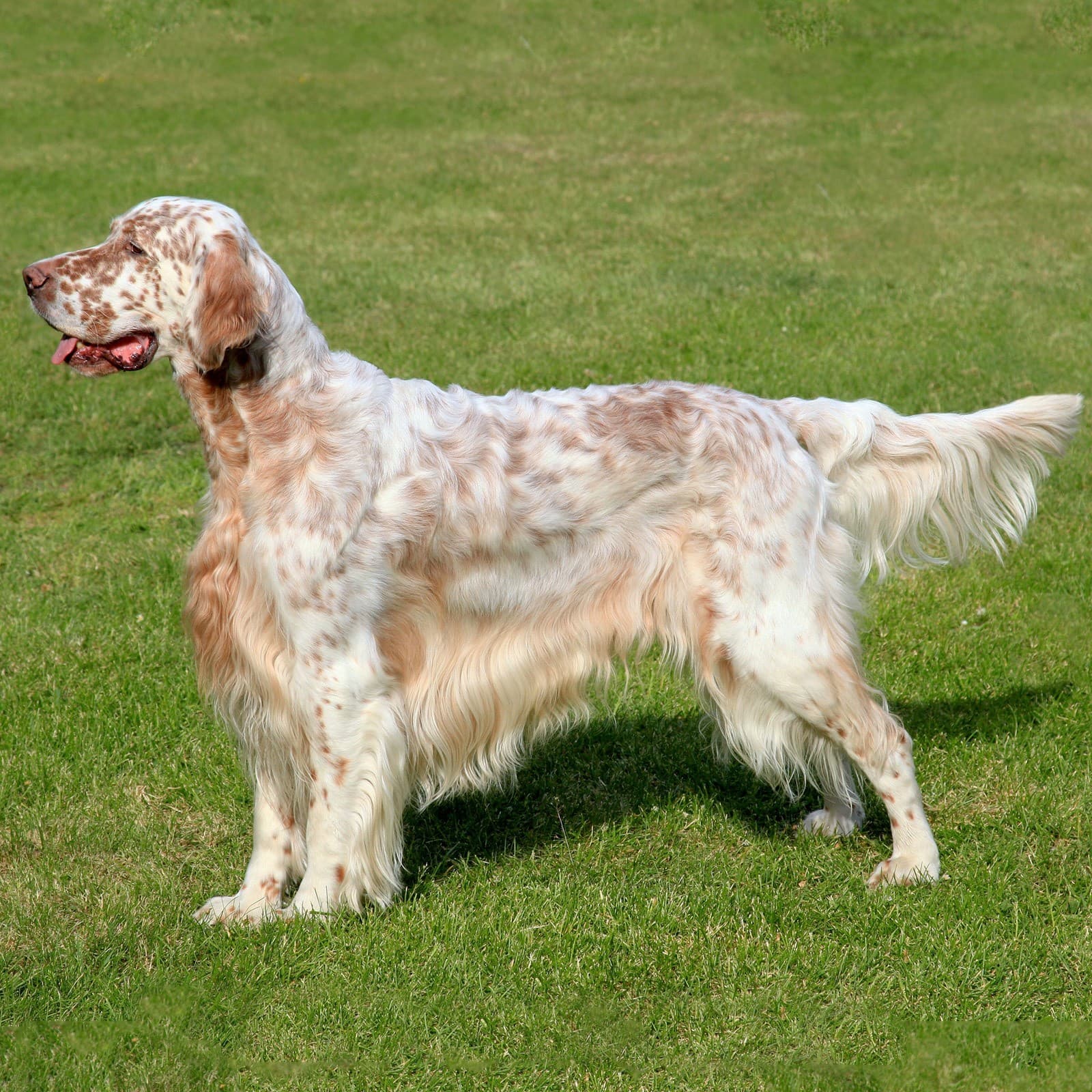 English Setter
