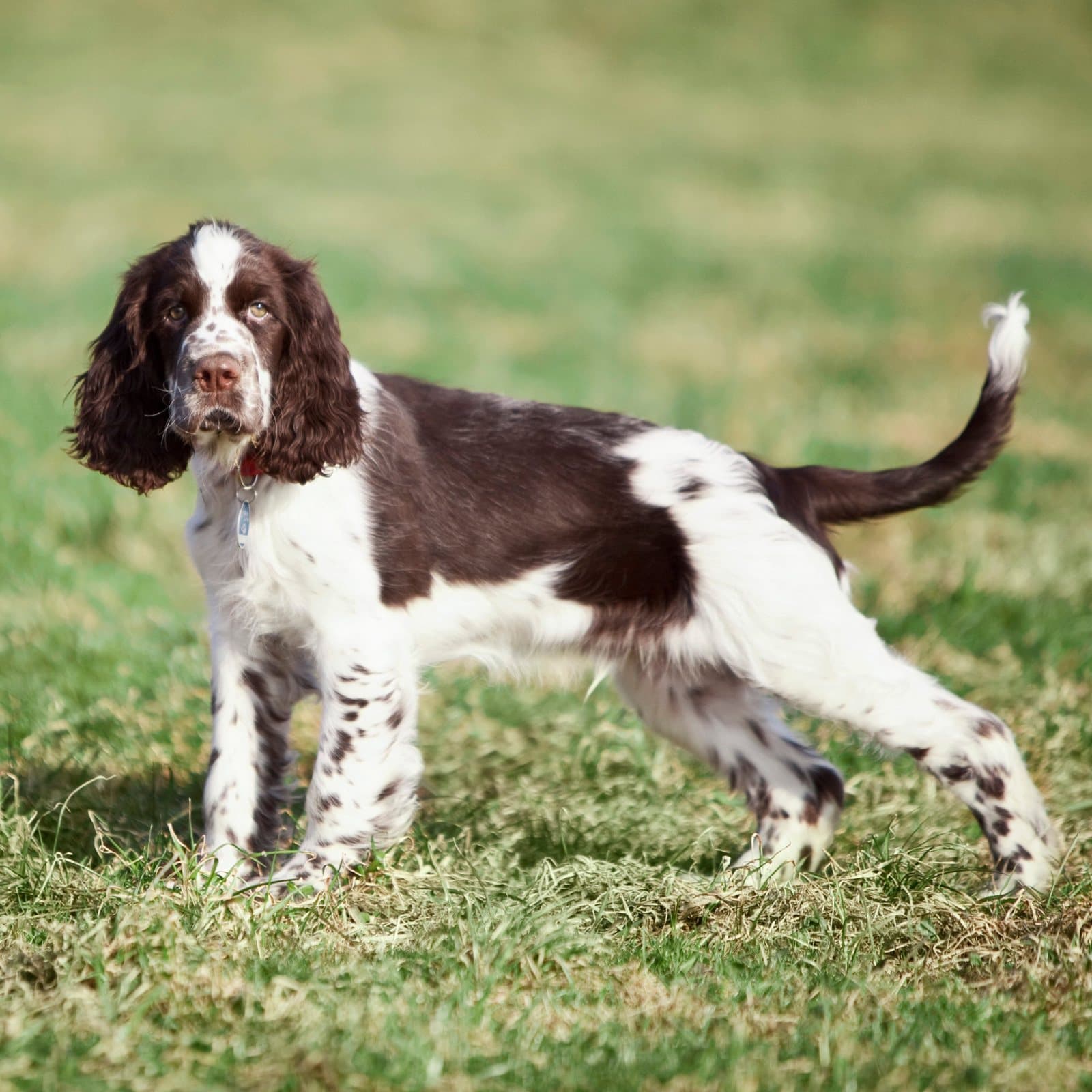 English Springer Spaniel