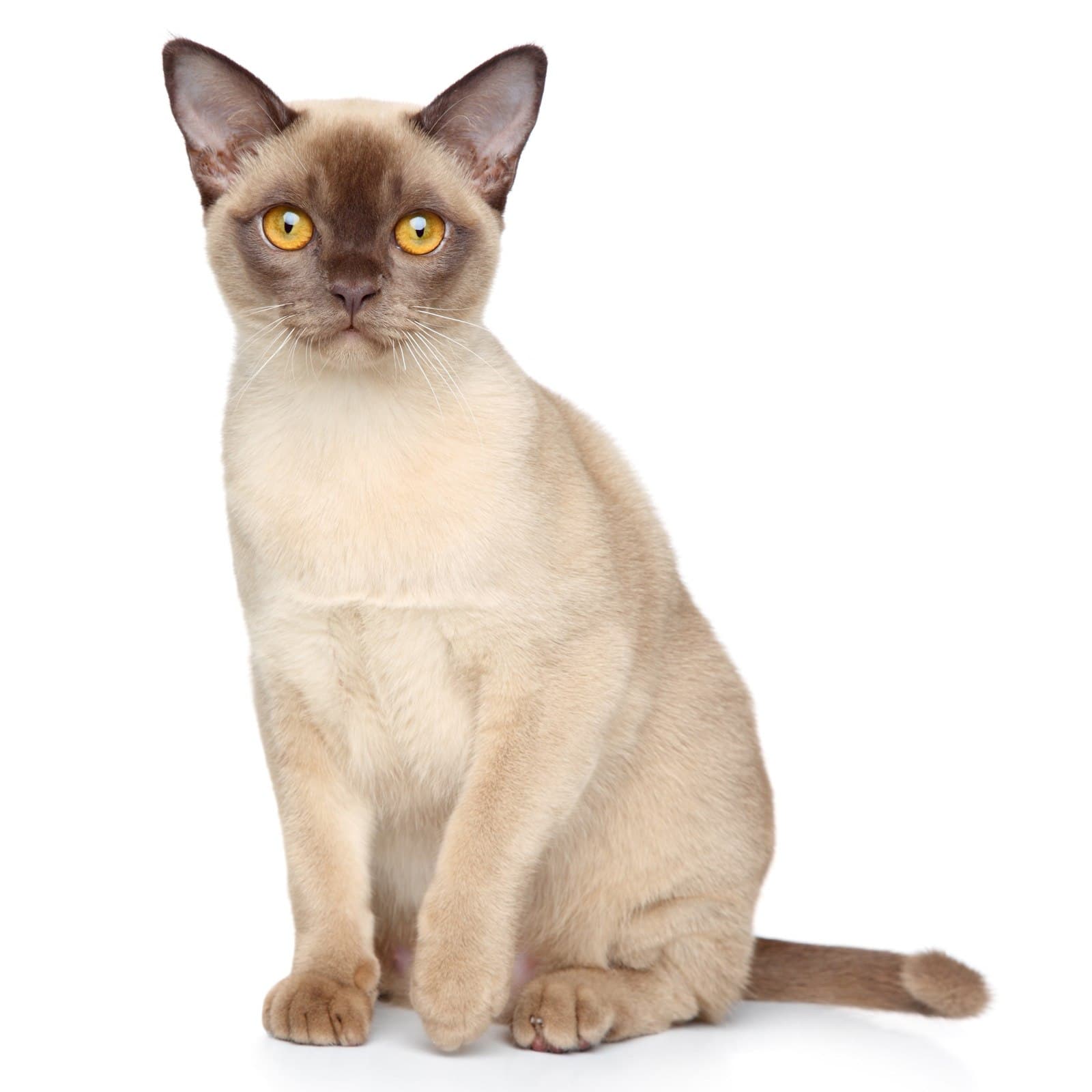 European Burmese