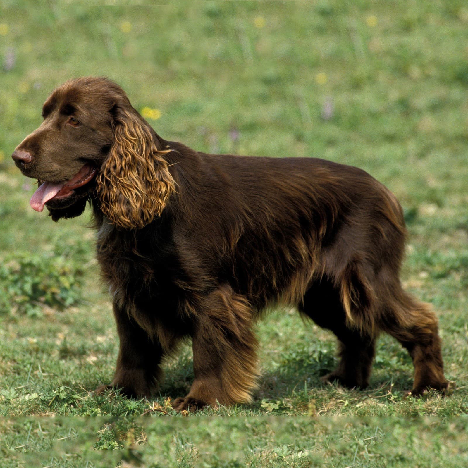 Field Spaniel