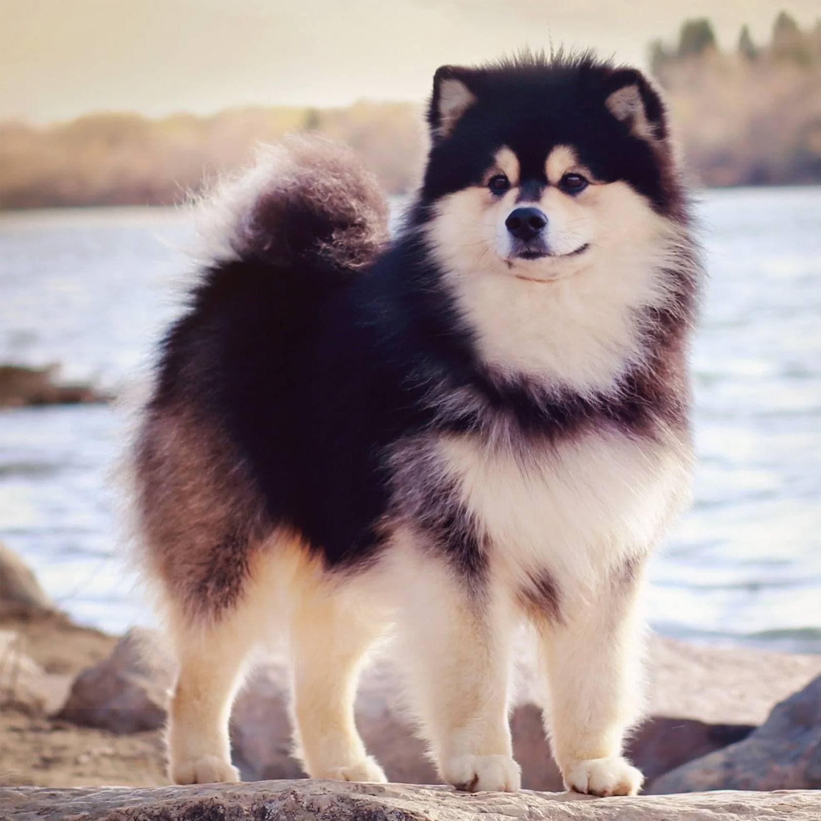 Finnish Lapphund