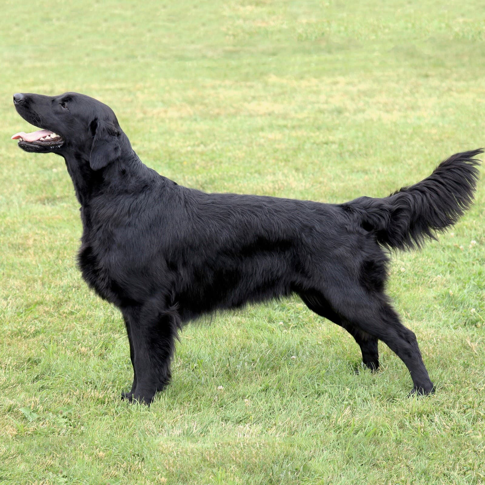 Flat-Coated Retriever