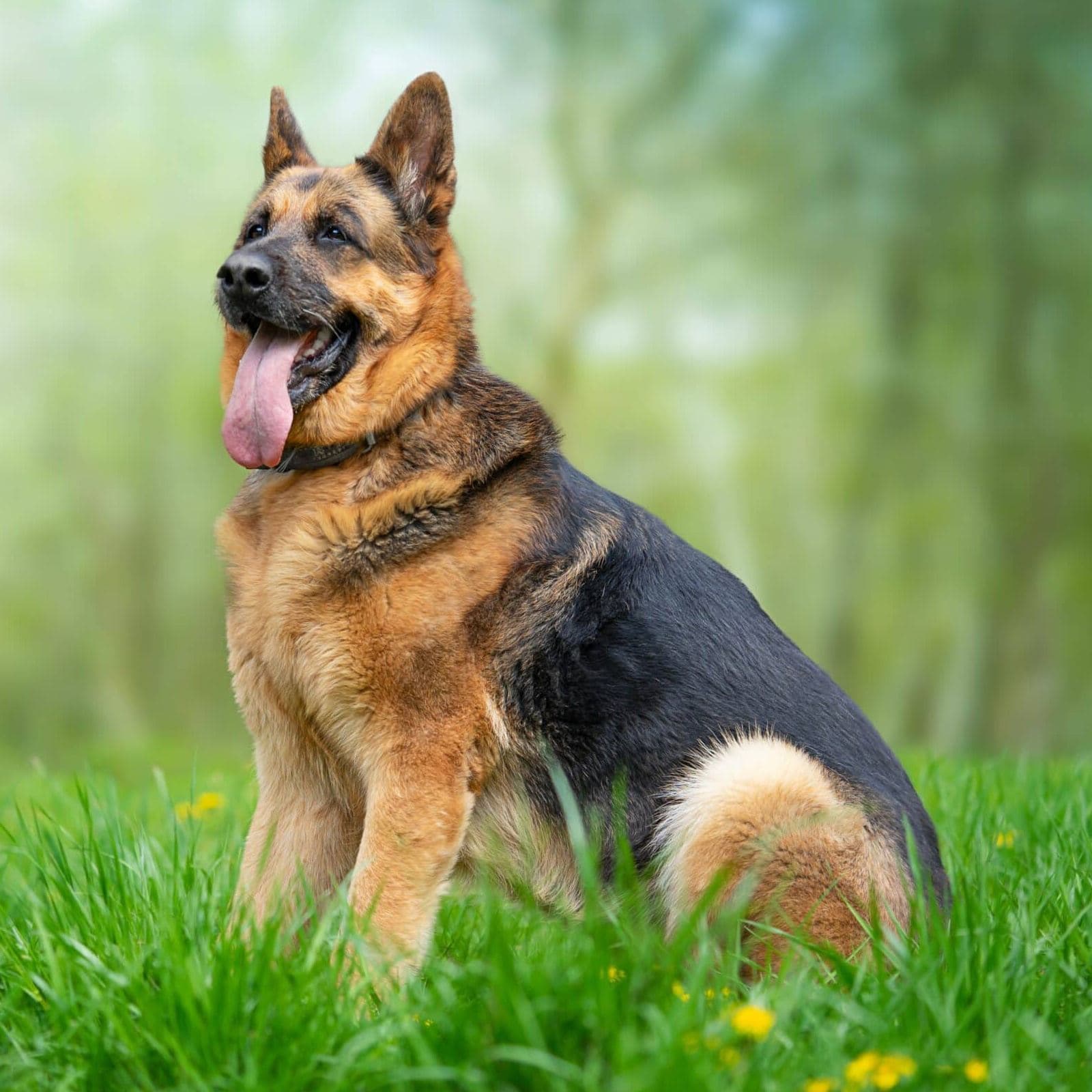 German Shepherd Dog