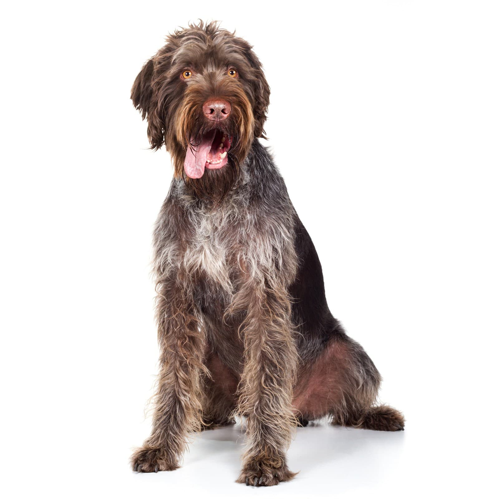 German Wirehaired Pointer