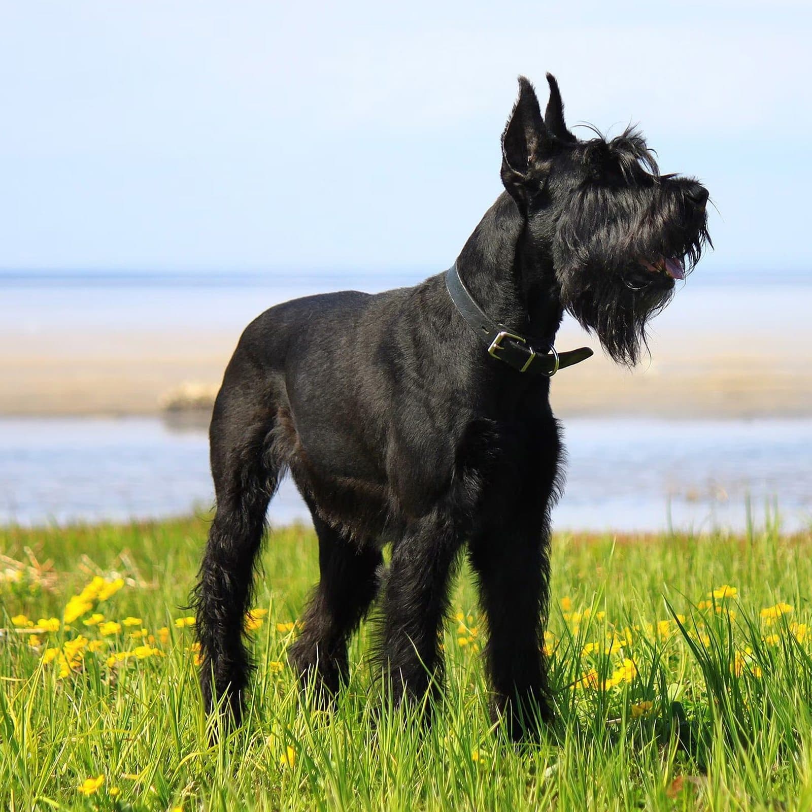 Giant Schnauzer