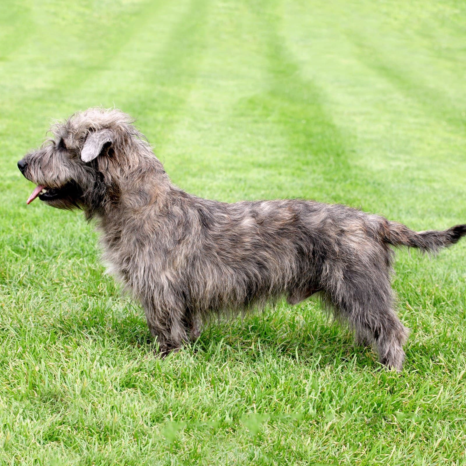 Glen of Imaal Terrier