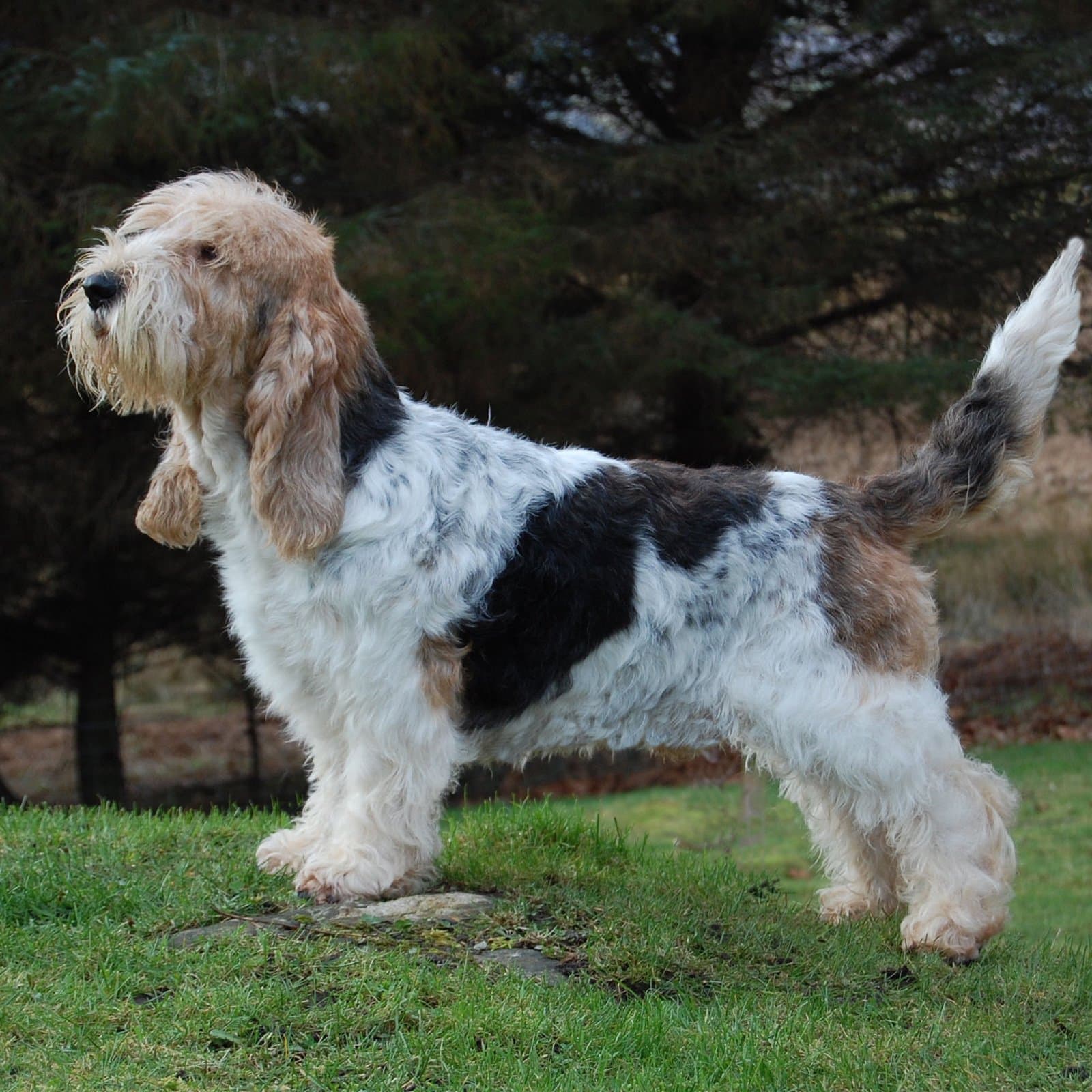 Grand Basset Griffon Vendéen