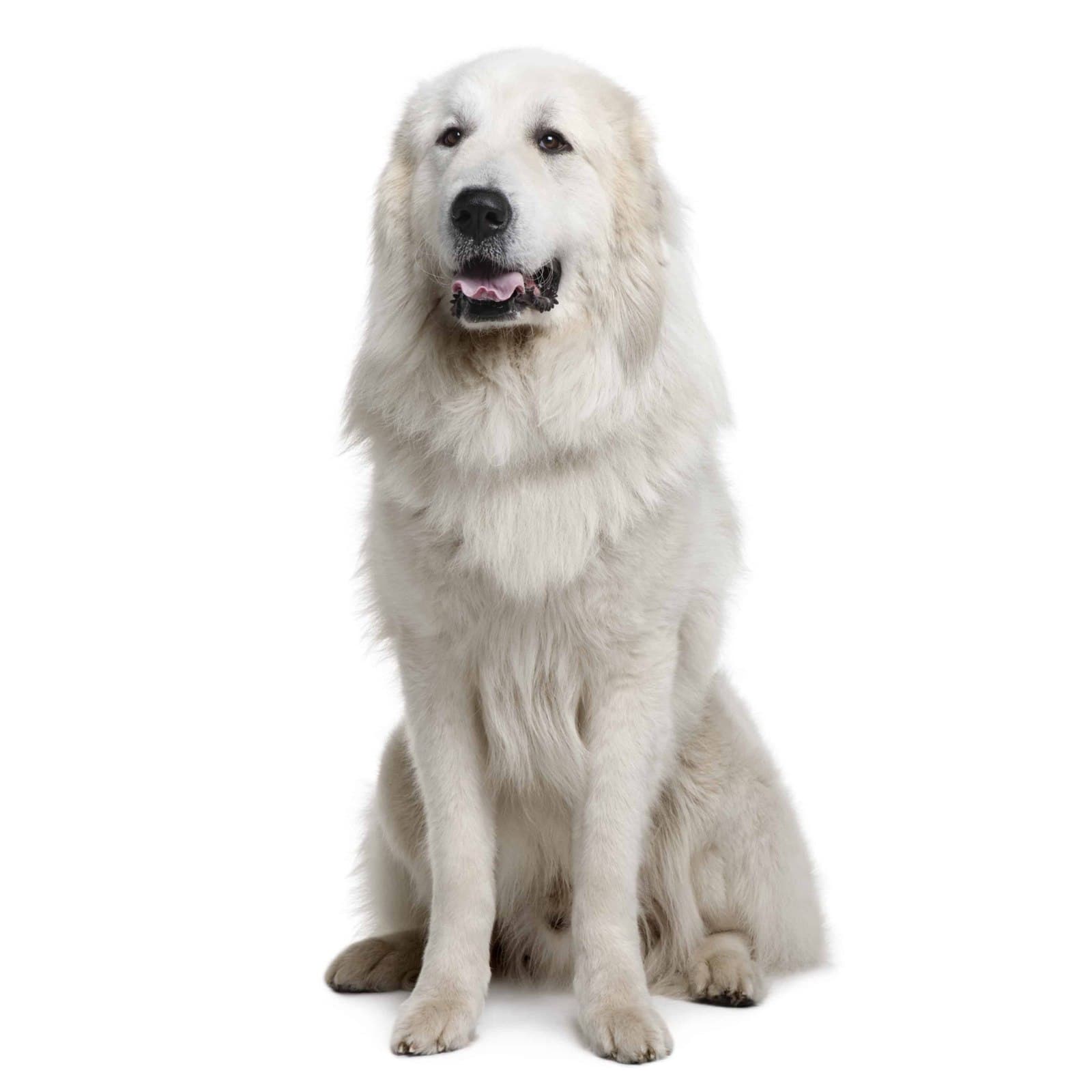 Great Pyrenees