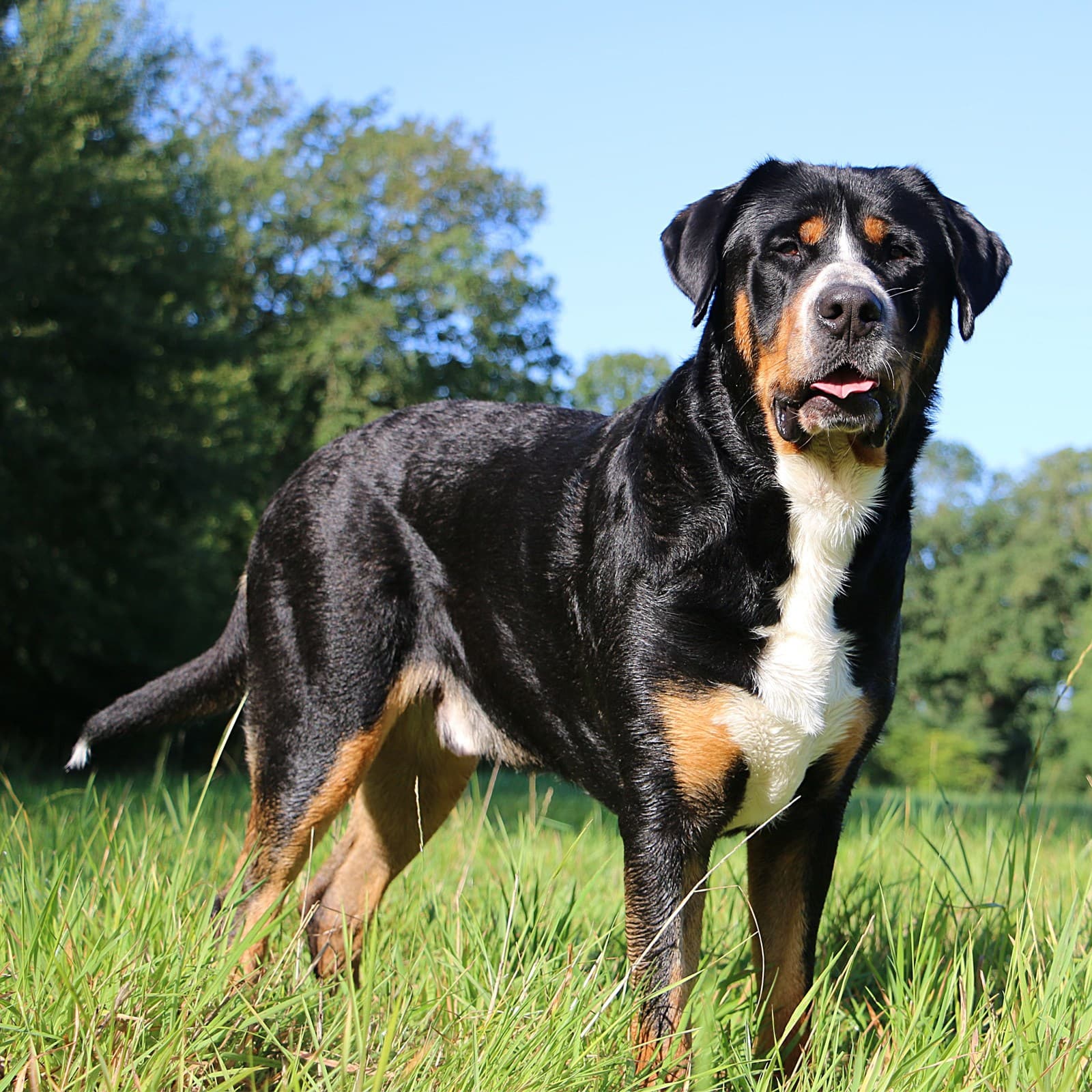 Greater Swiss Mountain Dog