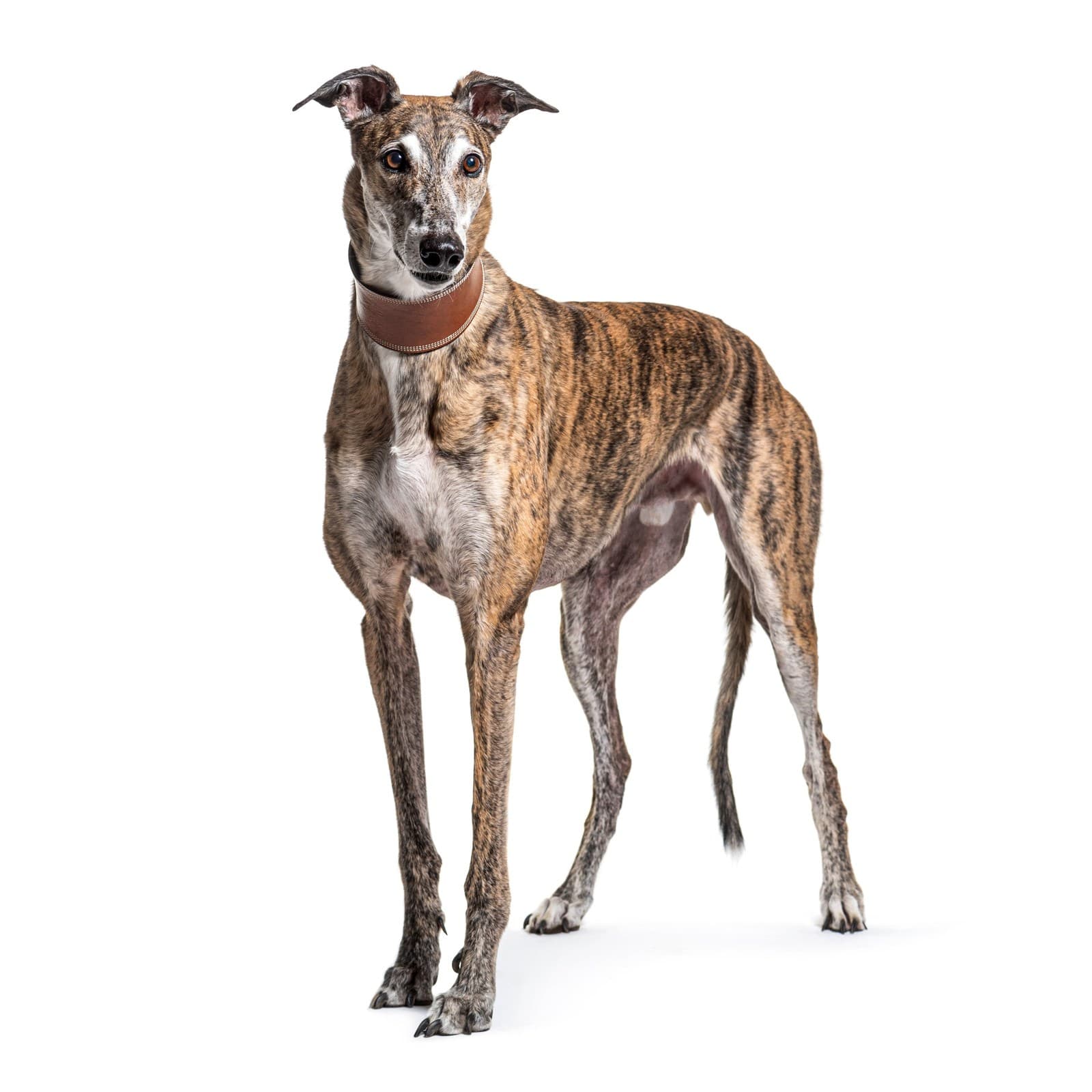 Greyhound