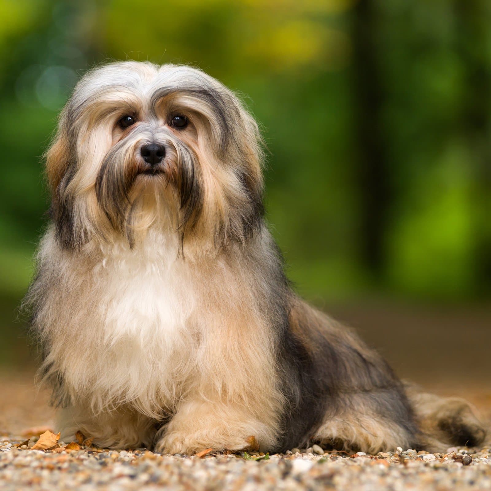 Havanese