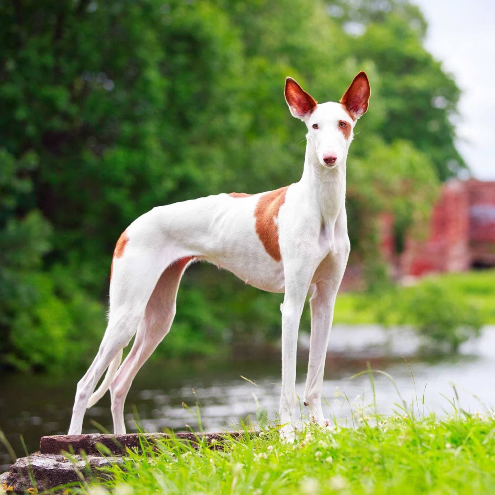 Ibizan Hound