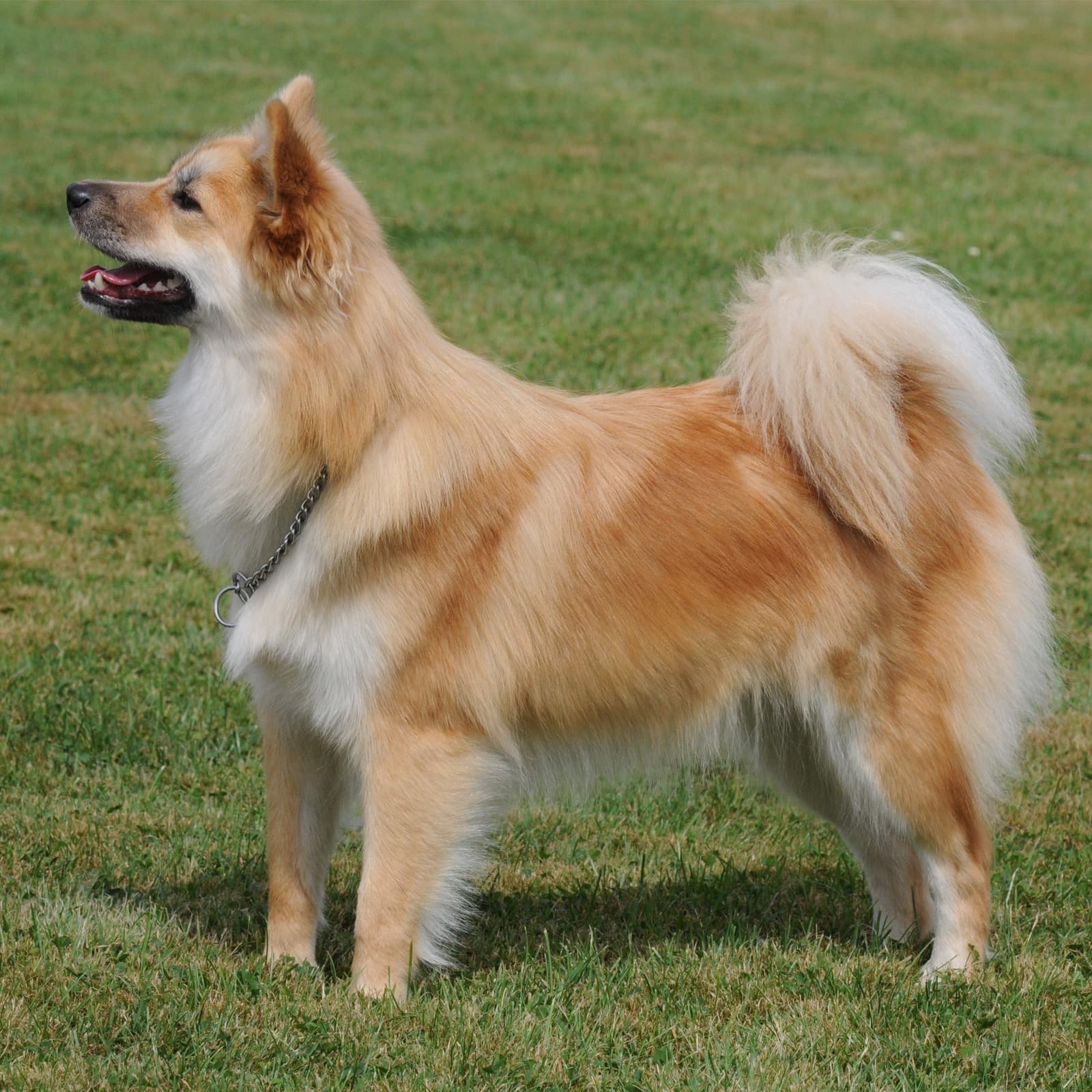 Icelandic Sheepdog