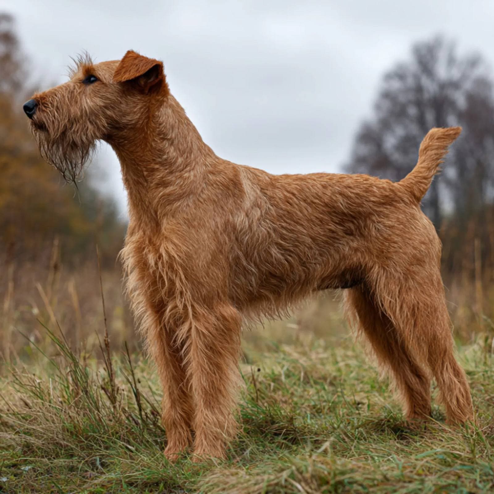 Irish Terrier