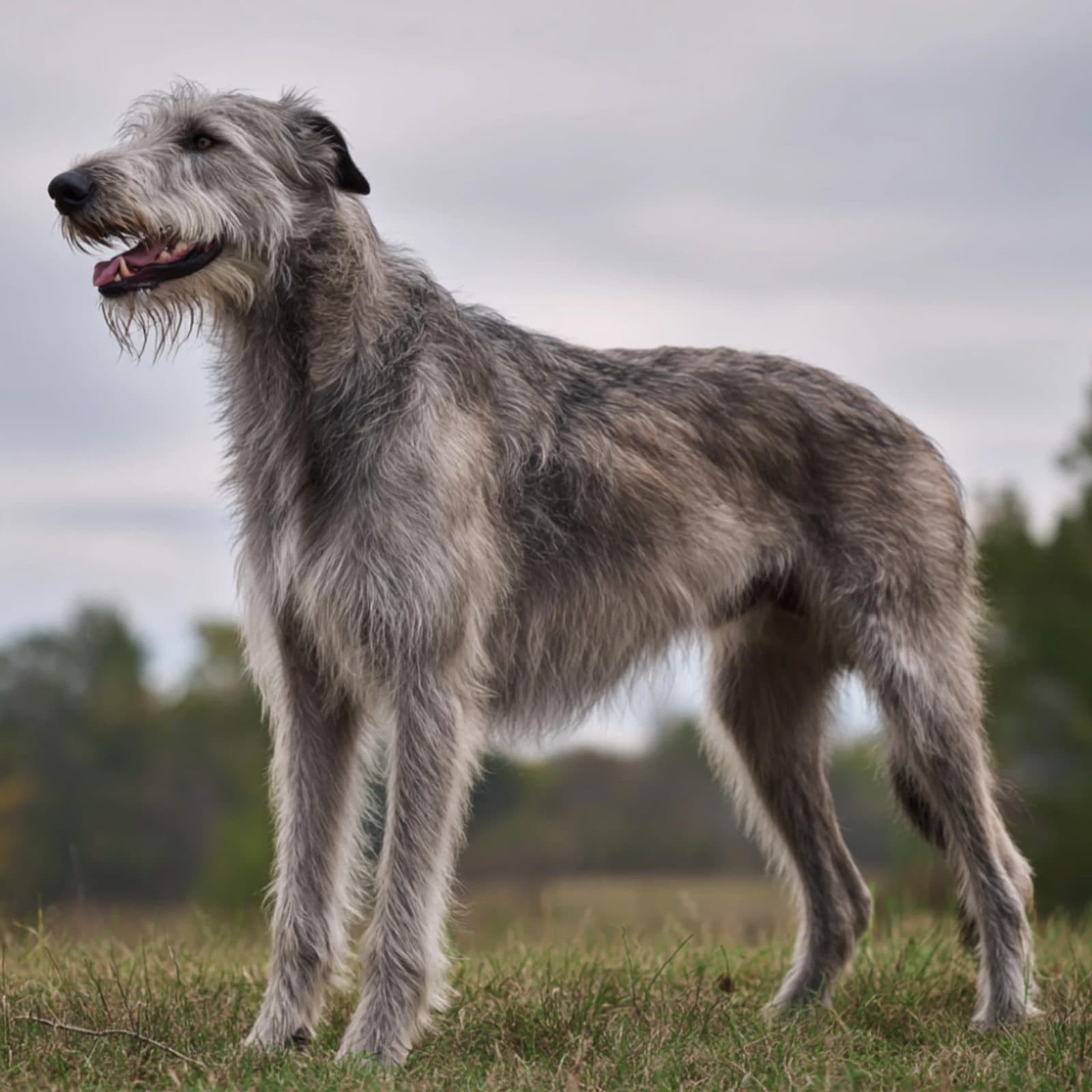 Irish Wolfhound