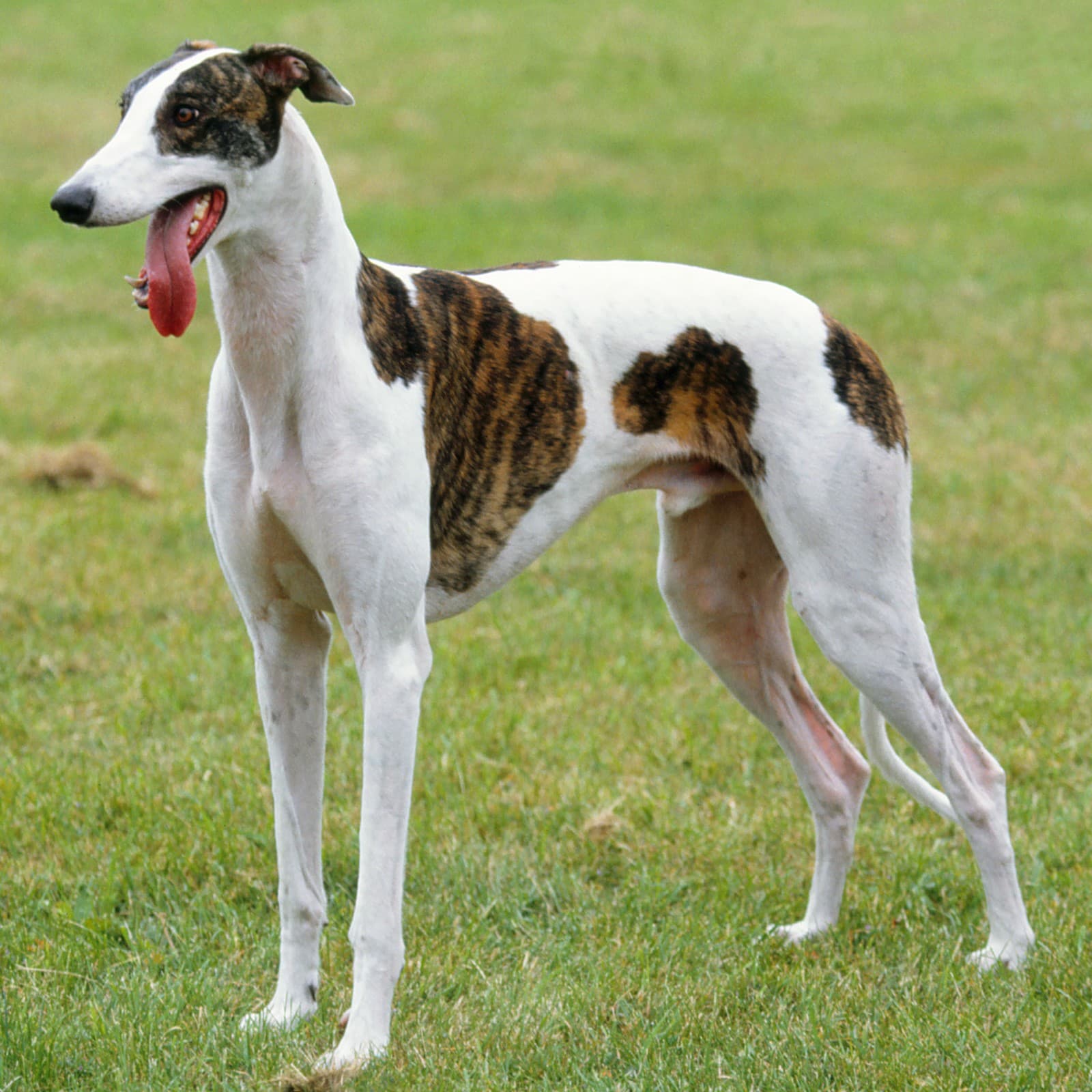 Italian Greyhound