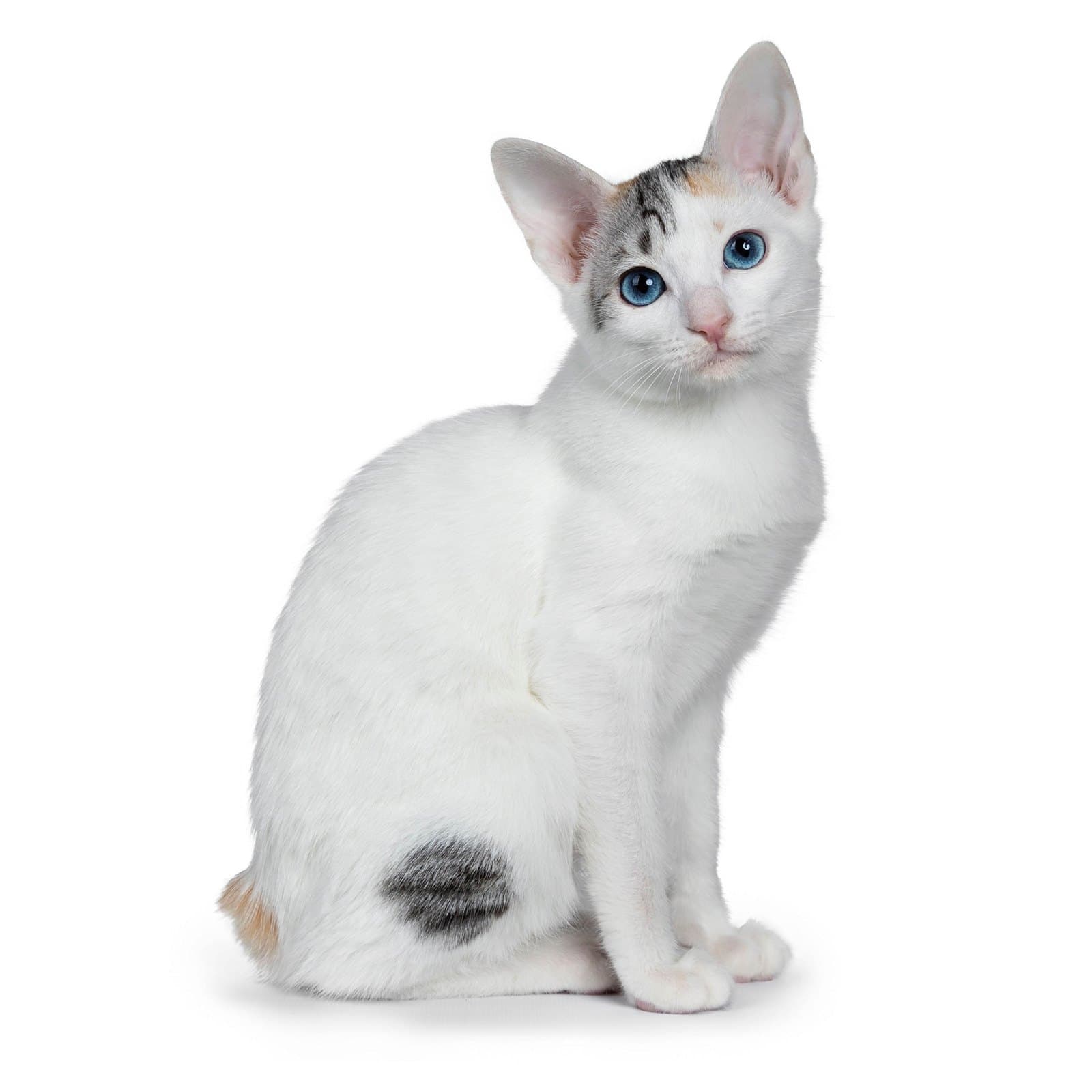Japanese Bobtail