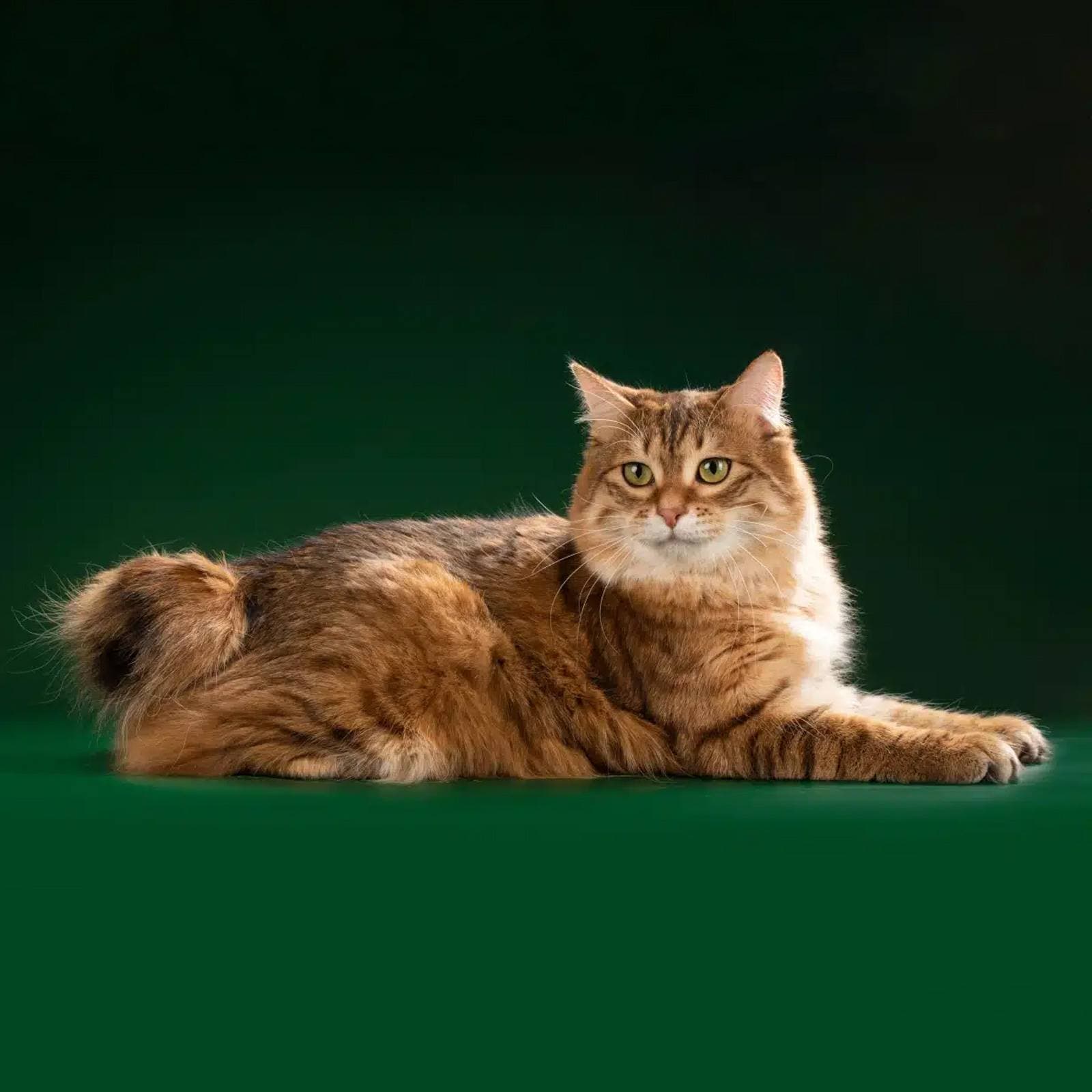 Karelian Bobtail