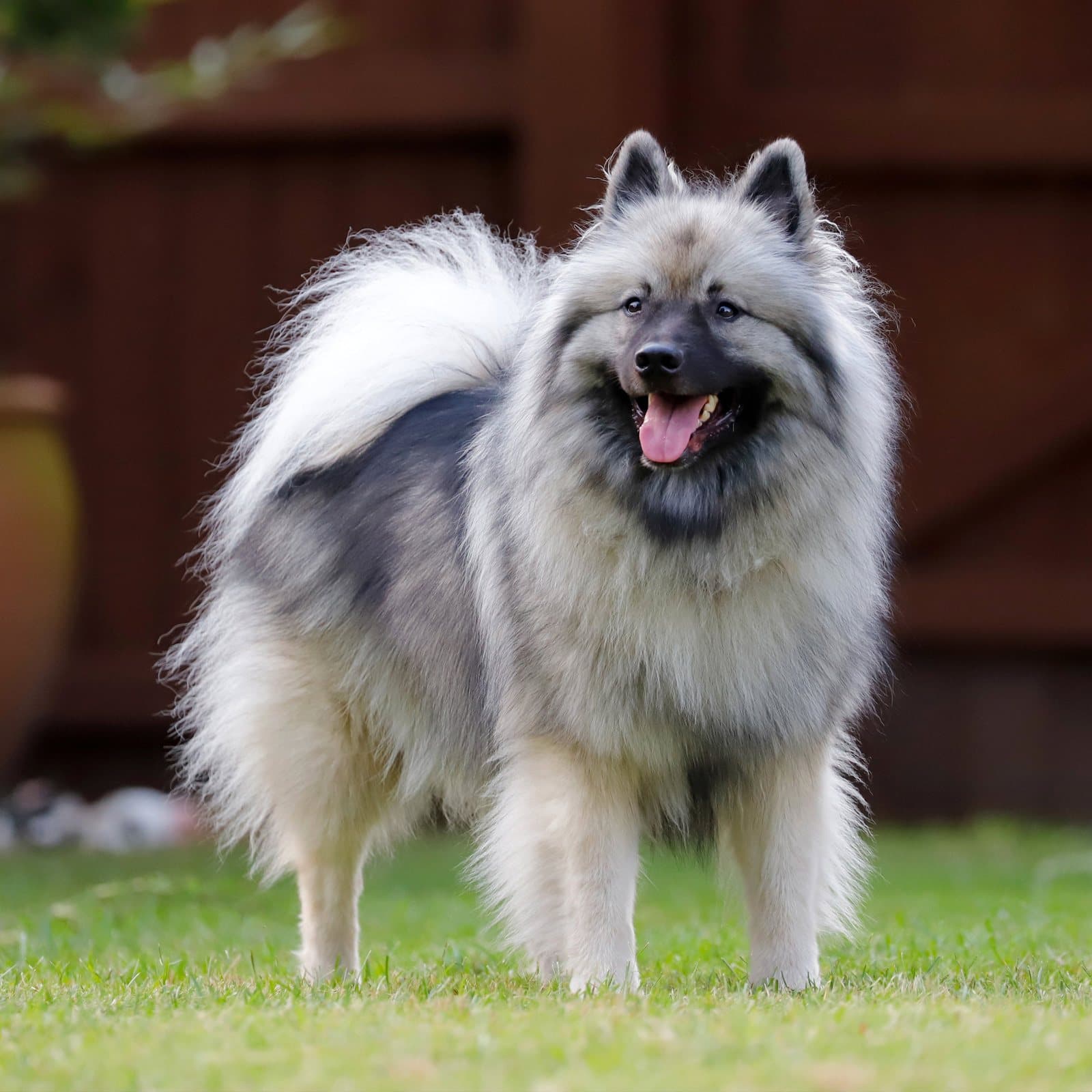 Keeshond