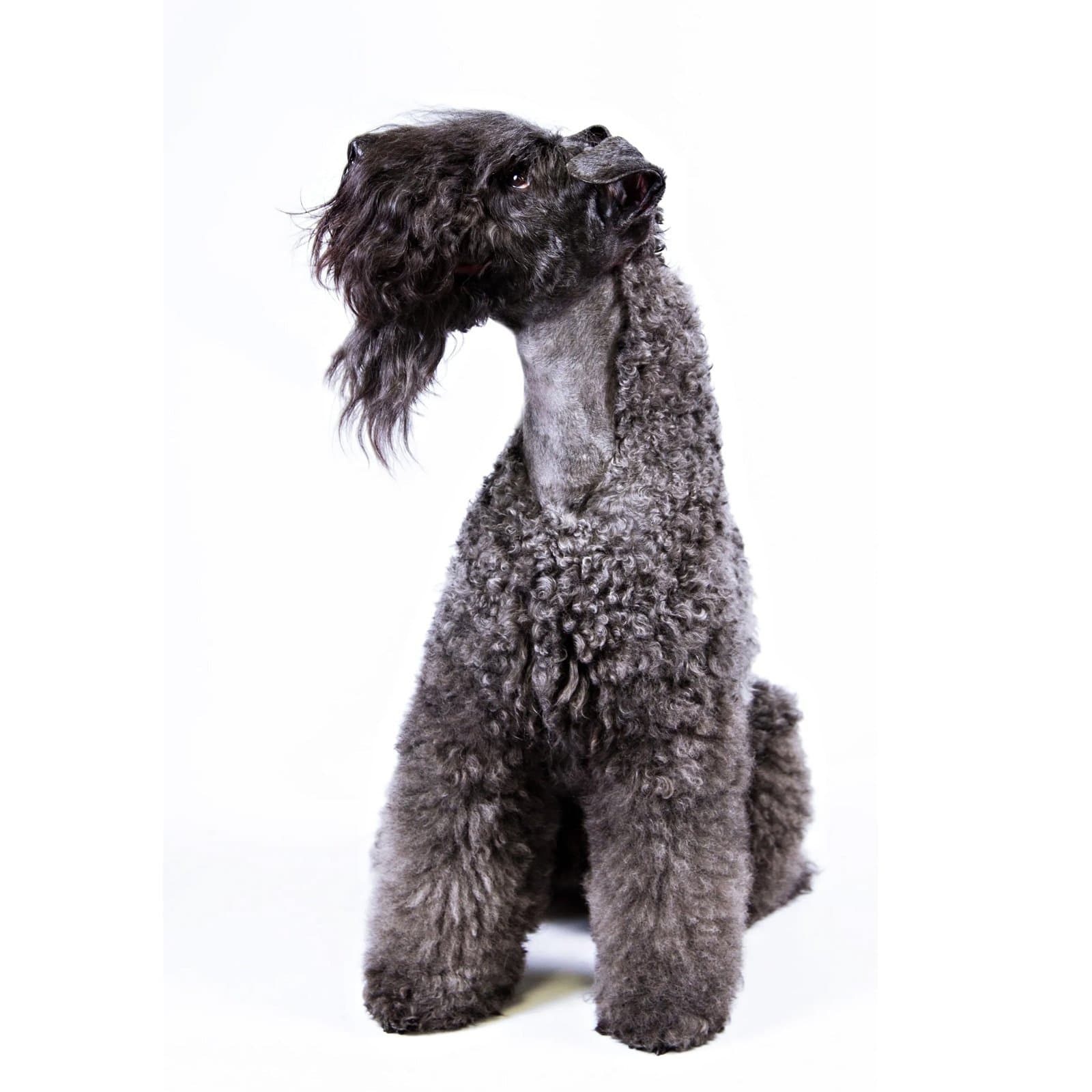 Kerry Blue Terrier