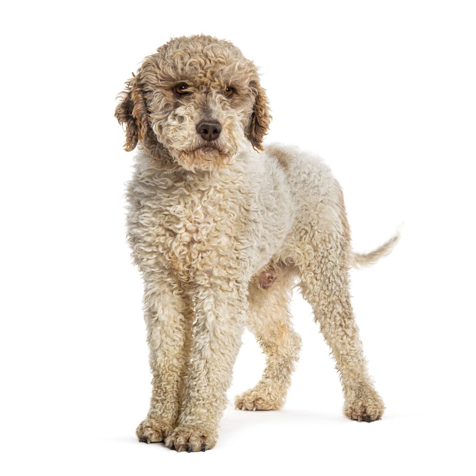 Lagotto Romagnolo