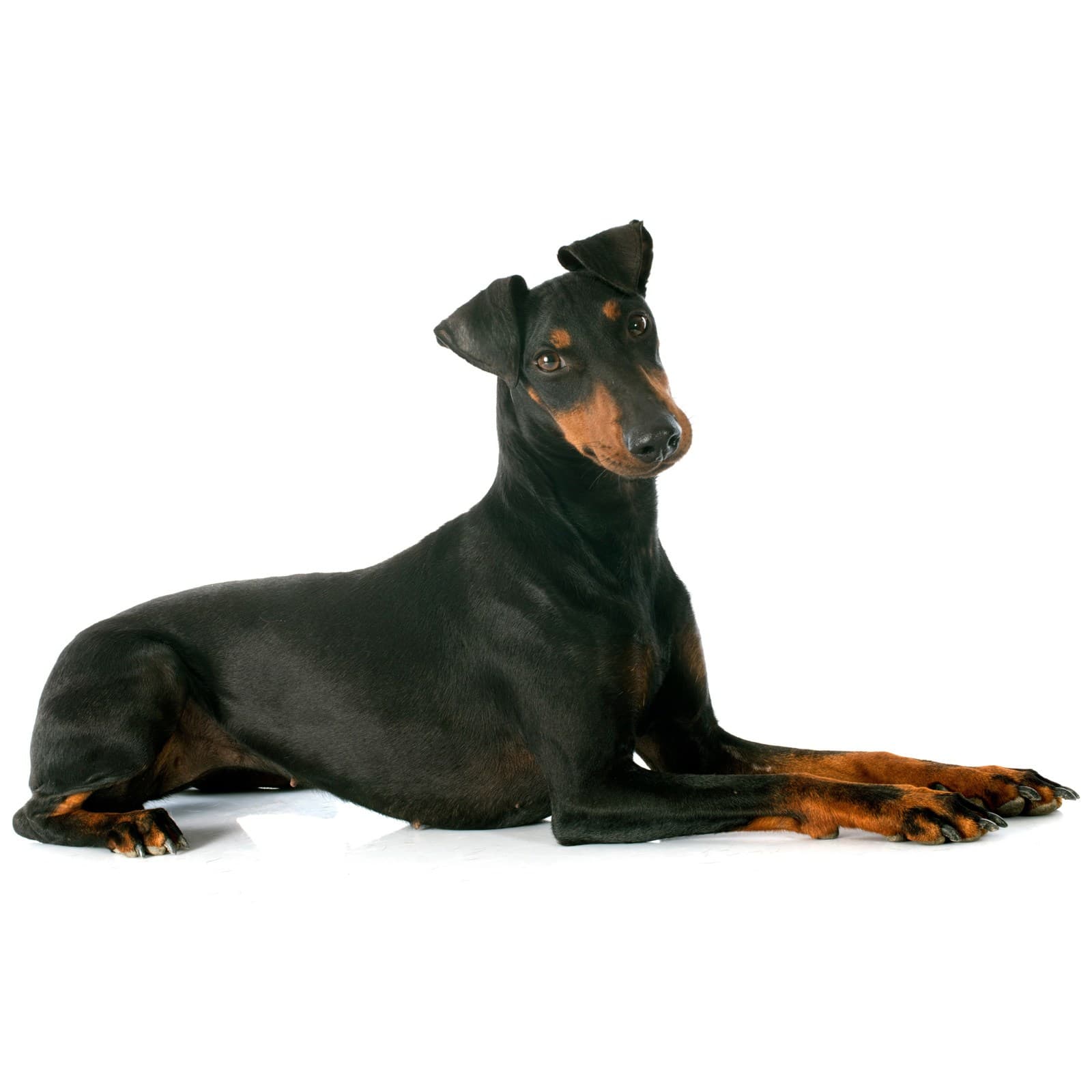 Manchester Terrier