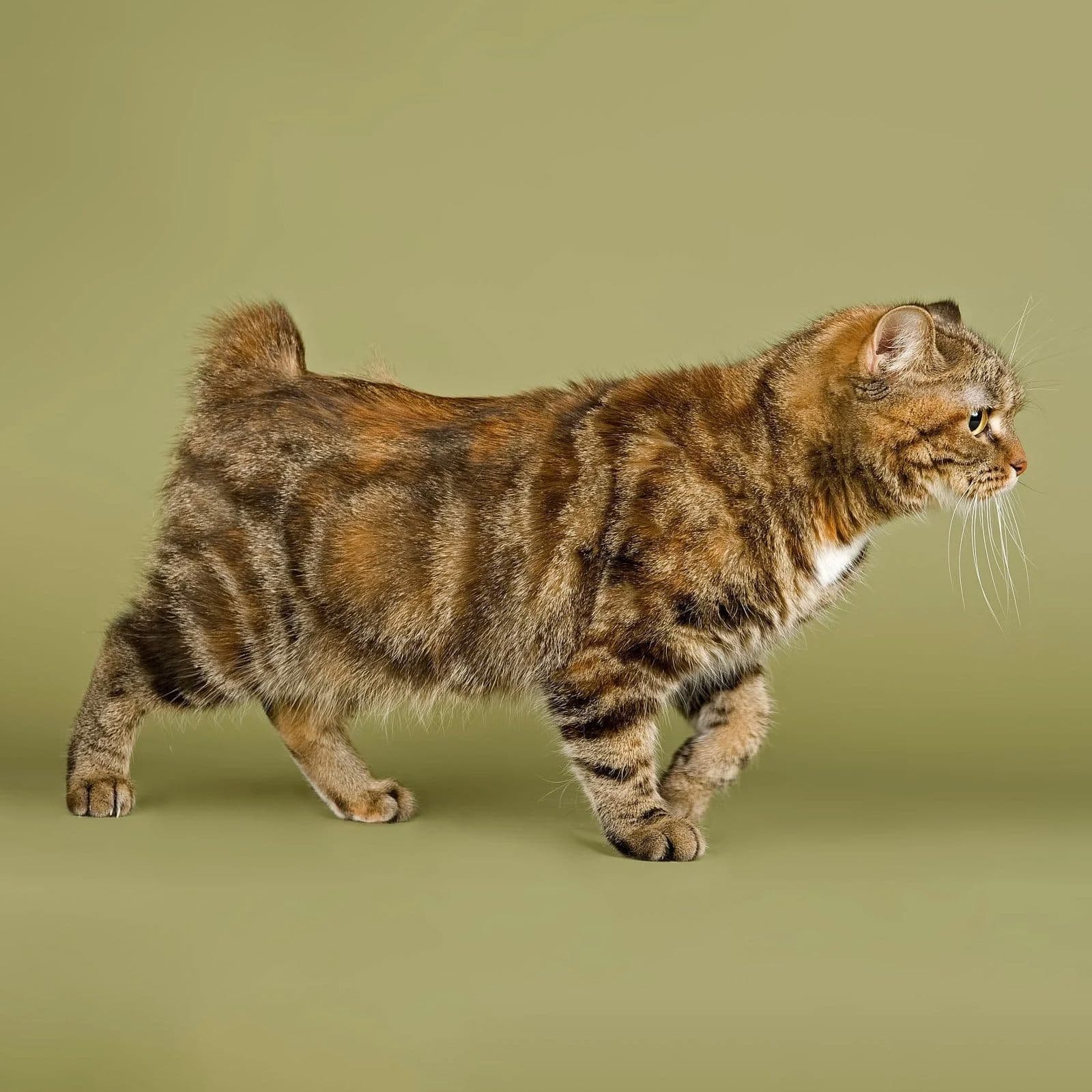 Manx