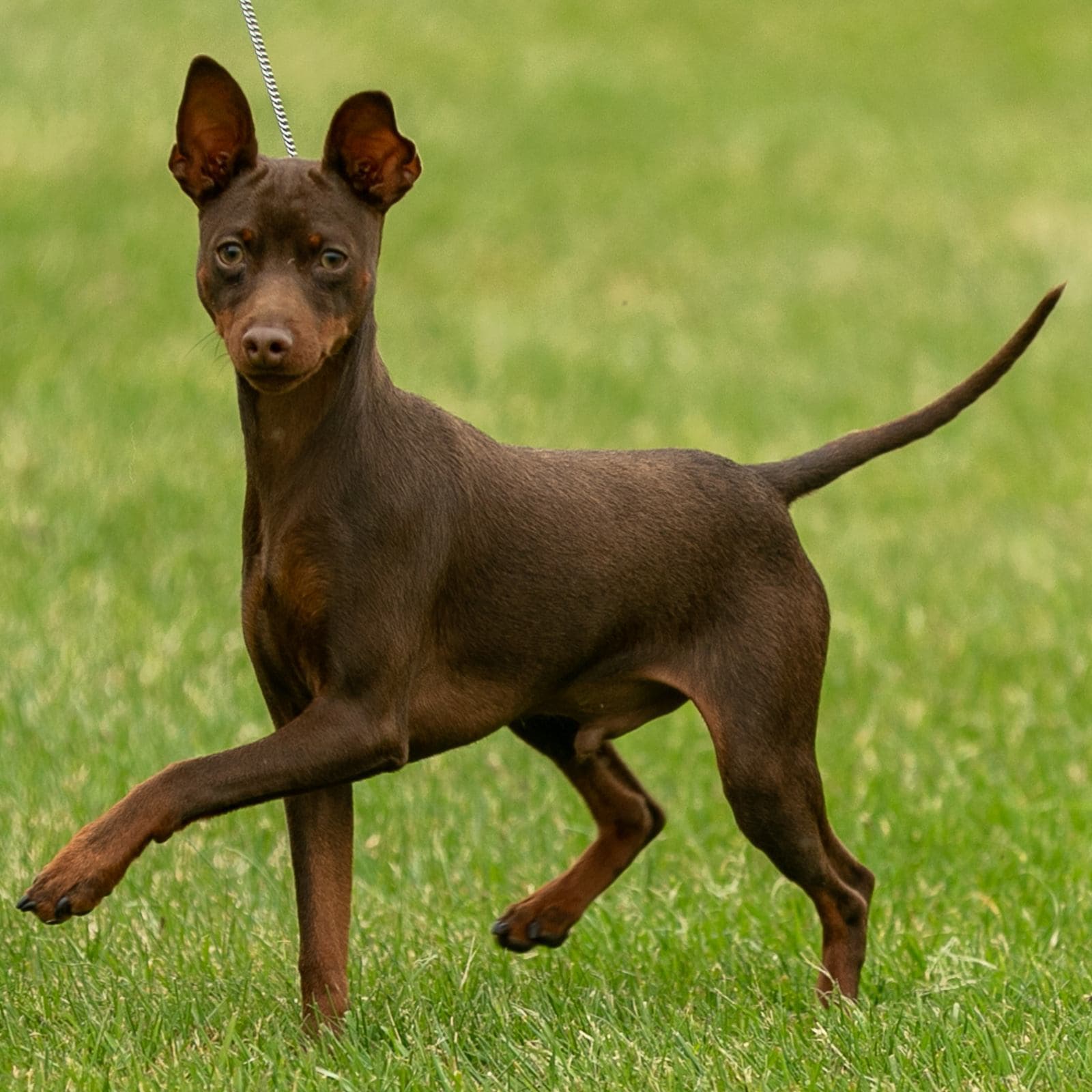 Miniature Pinscher
