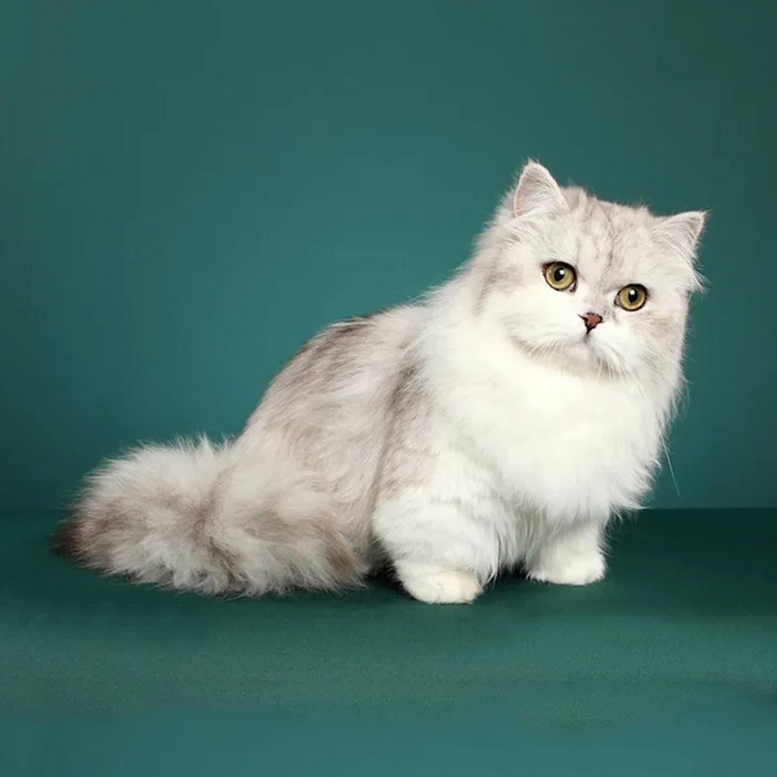 Napoleon
