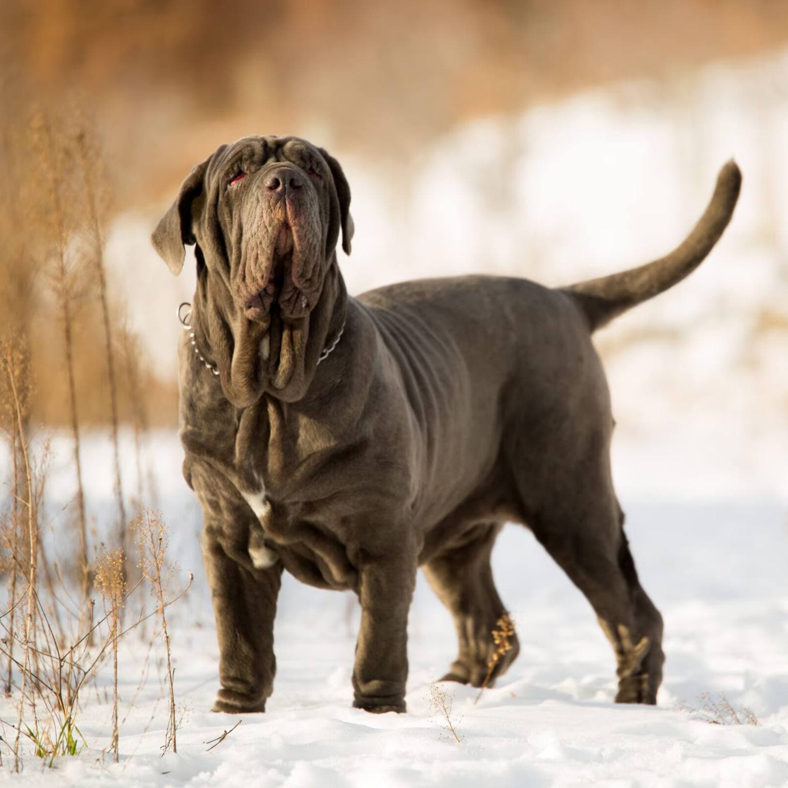 Neapolitan Mastiff