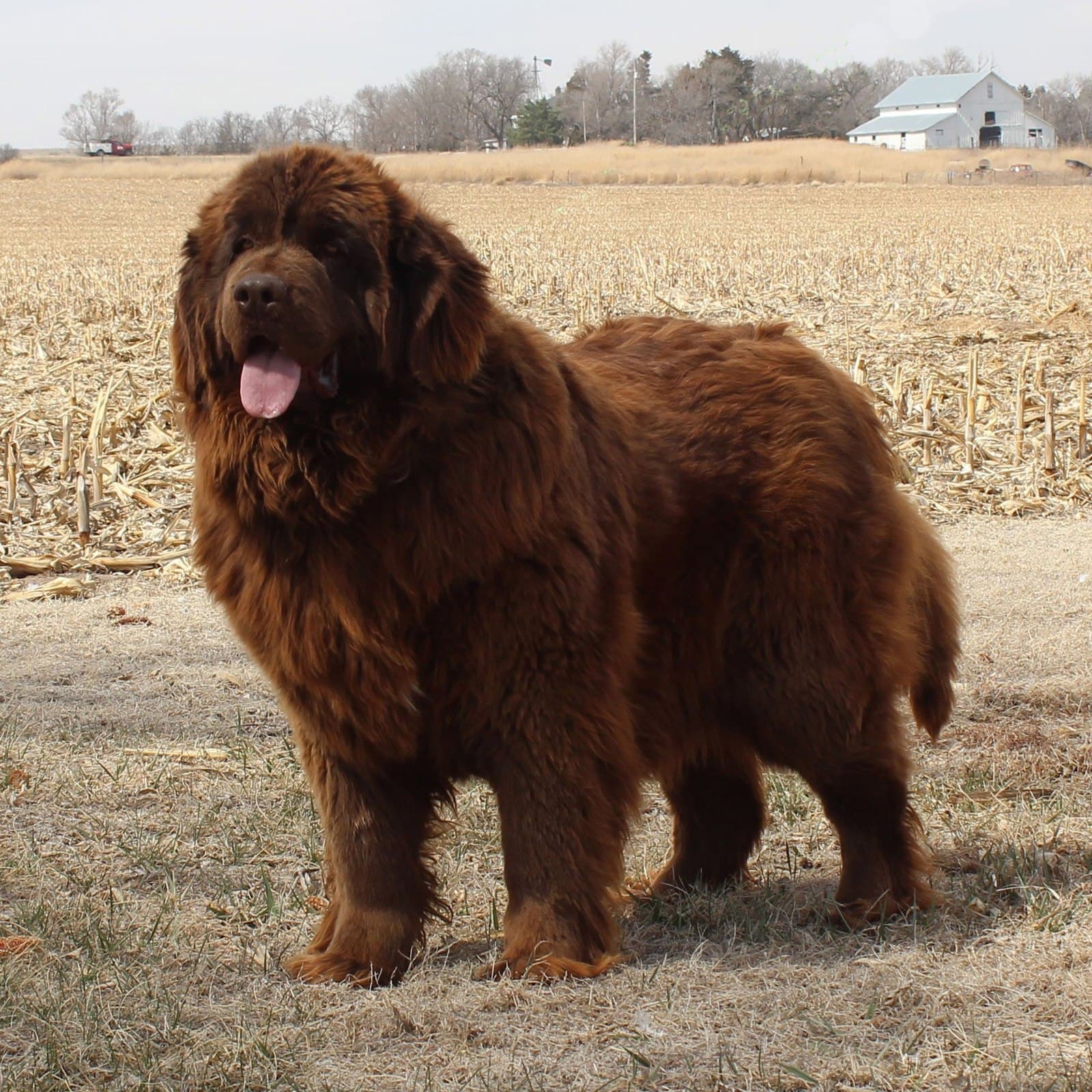 Newfoundland