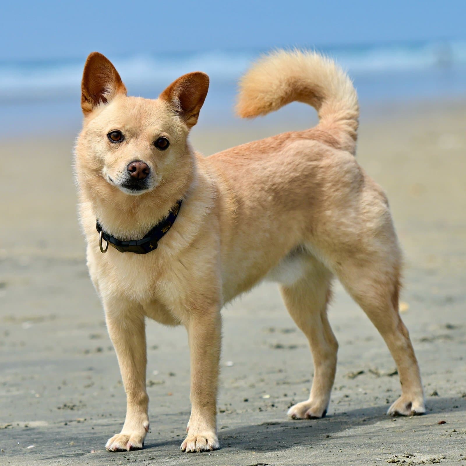 Norwegian Buhund