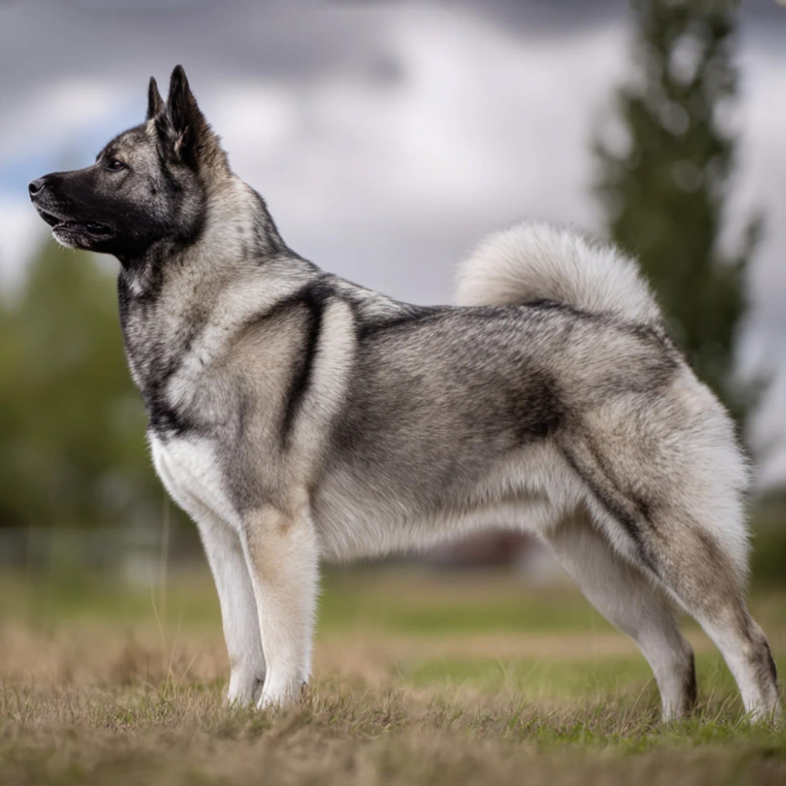 Norwegian Elkhound