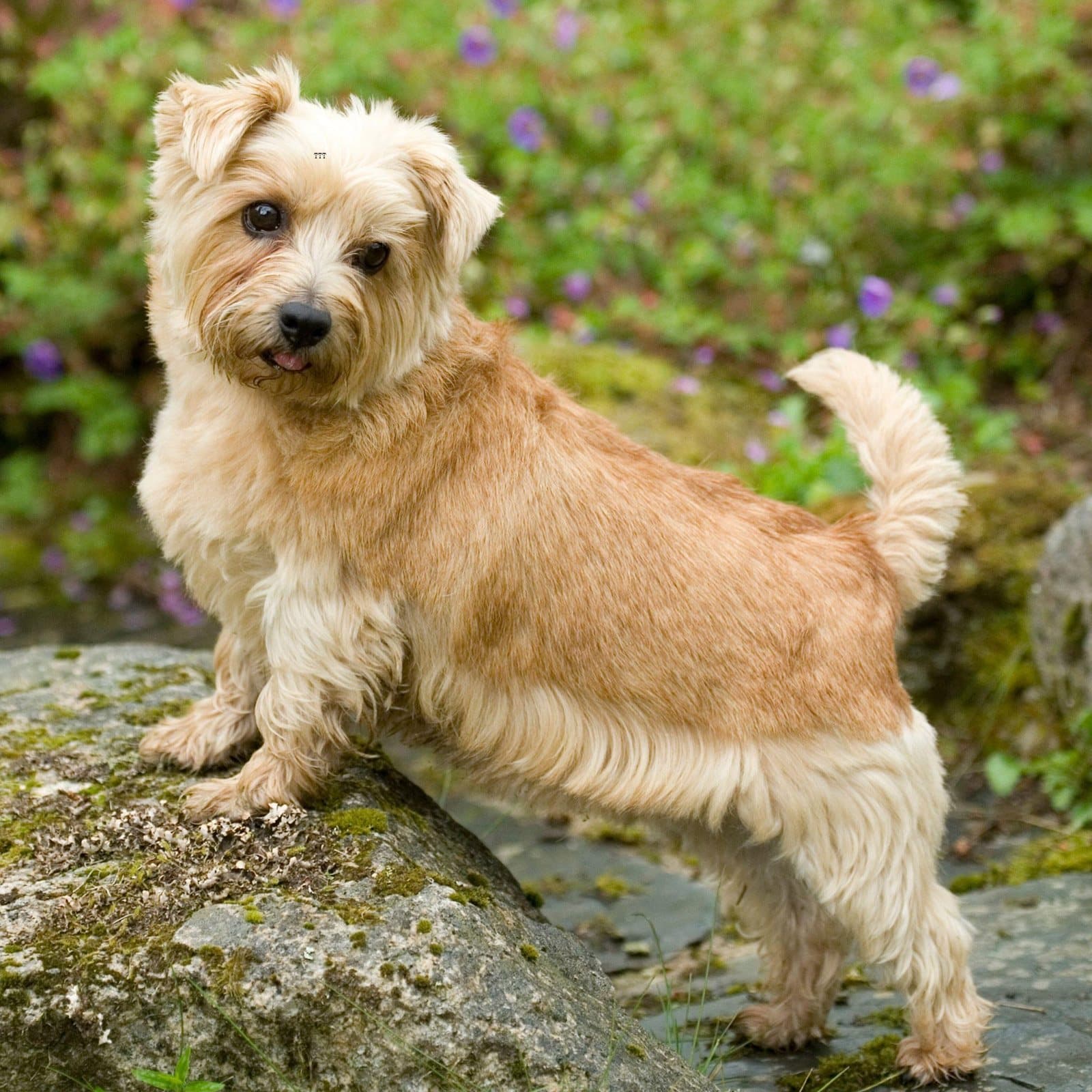 Norwich Terrier