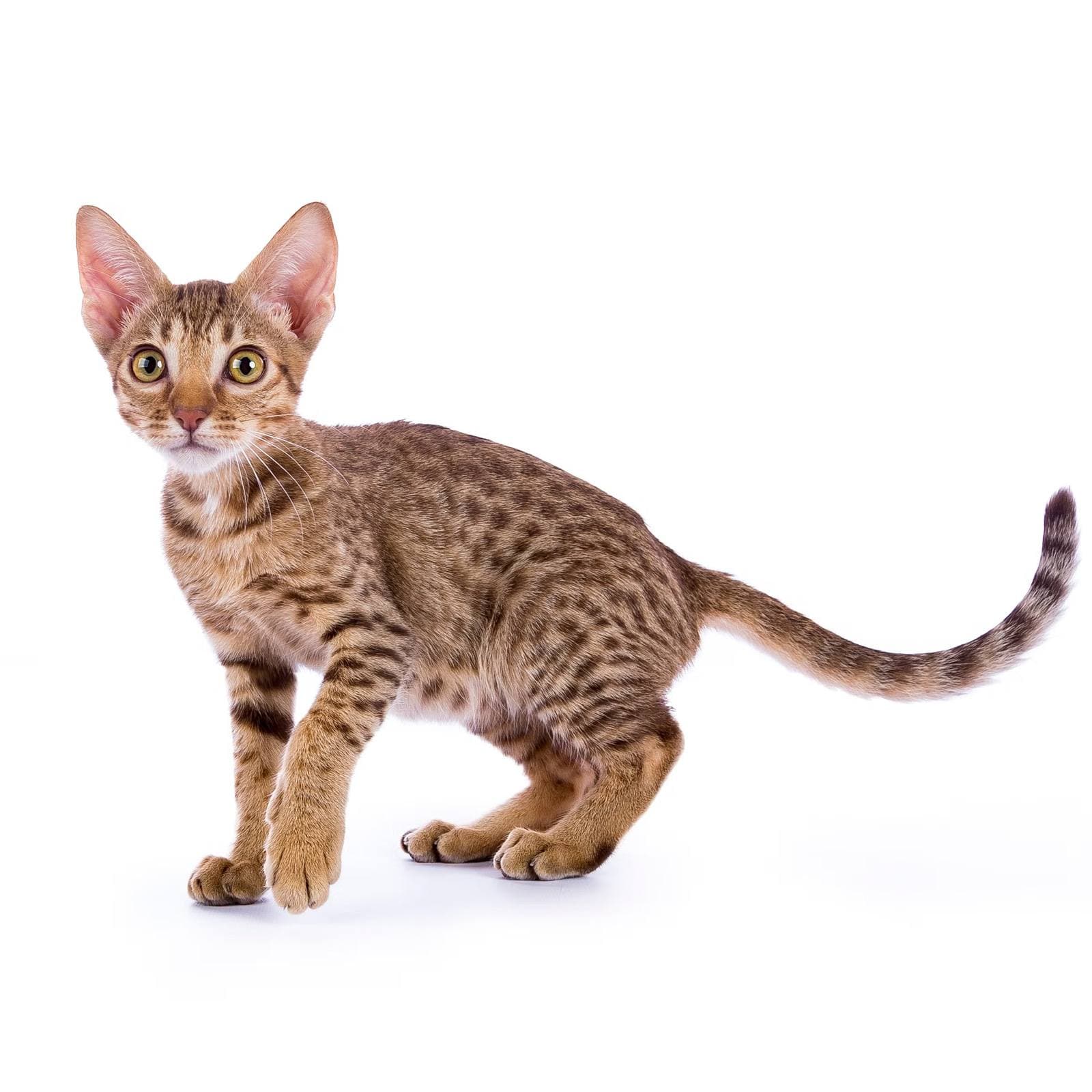 Ocicat