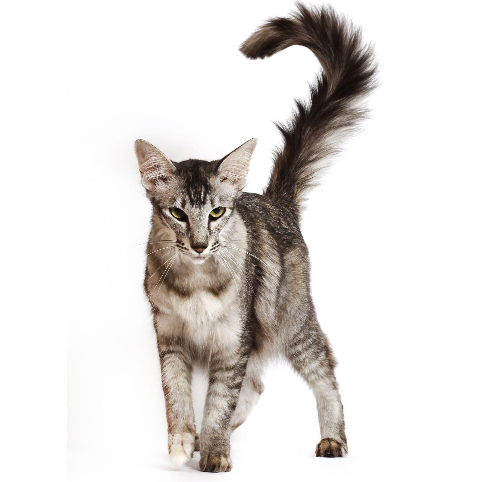 Oriental Longhair