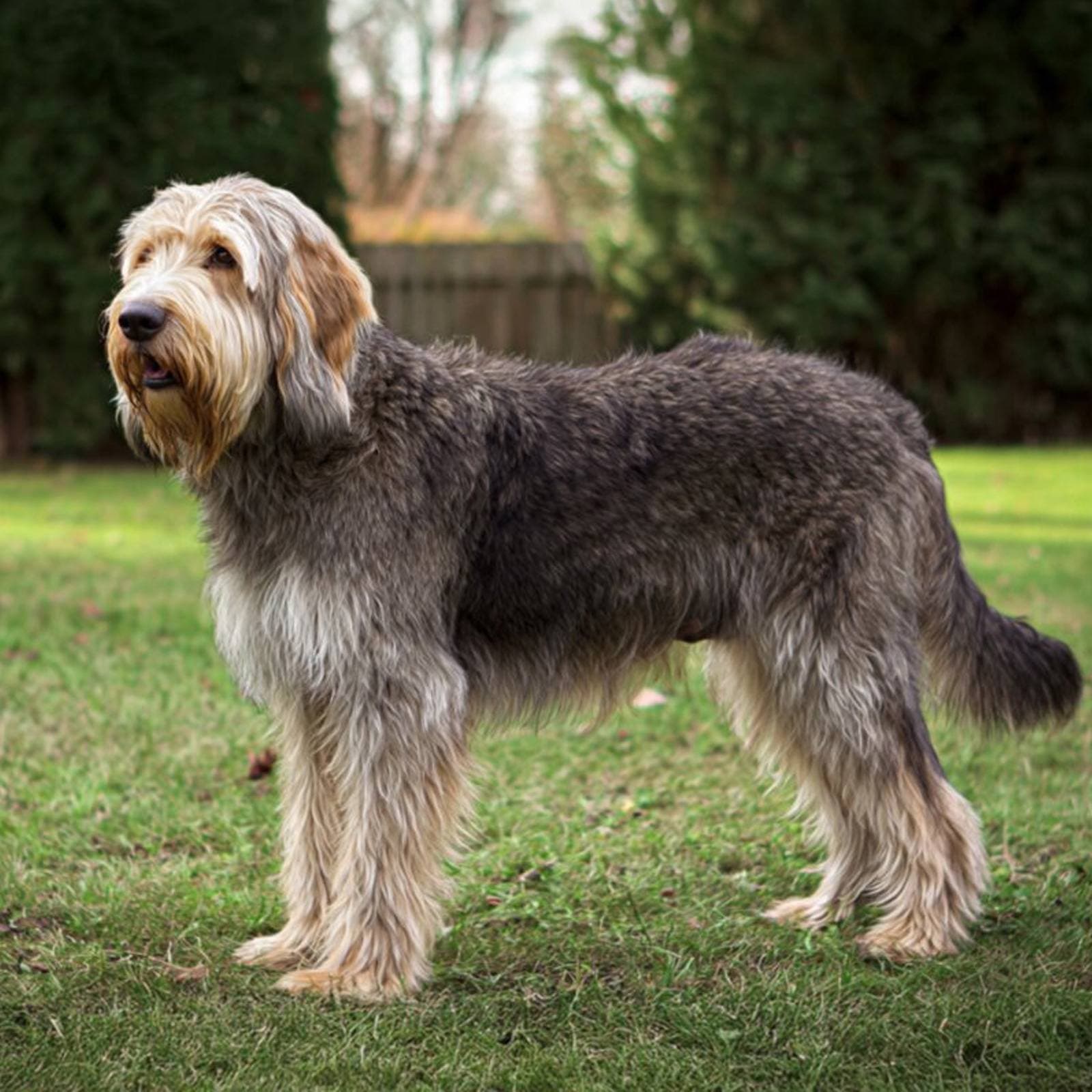 Otterhound