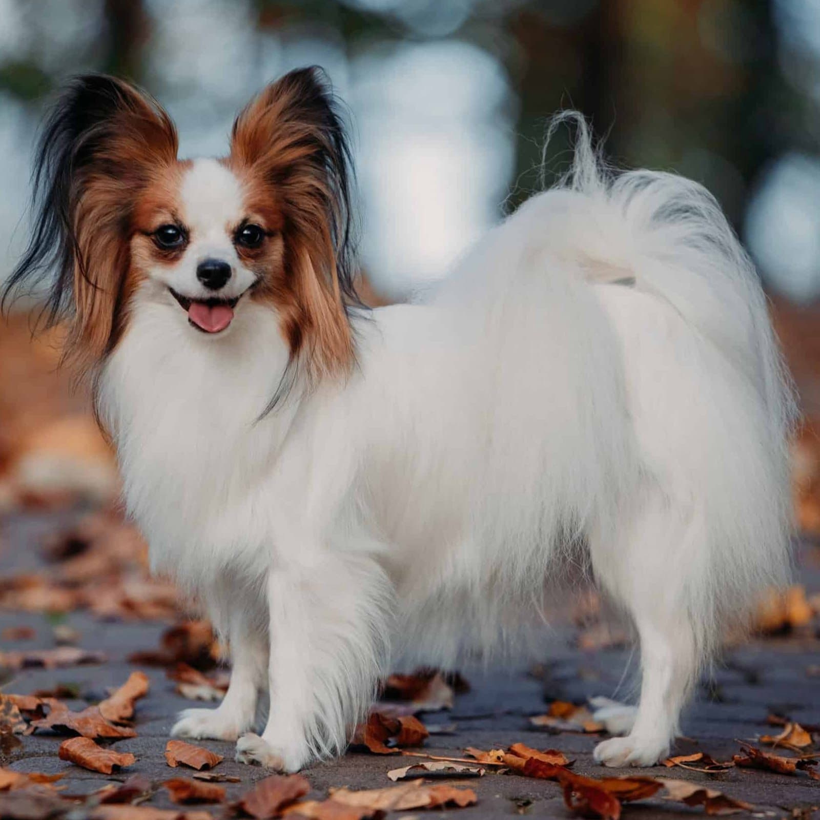 Papillon
