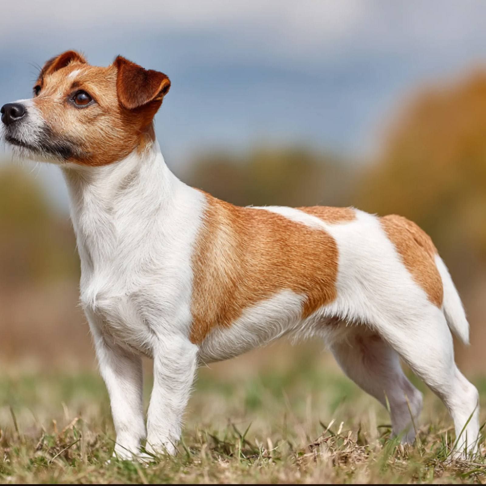 Parson Russell Terrier